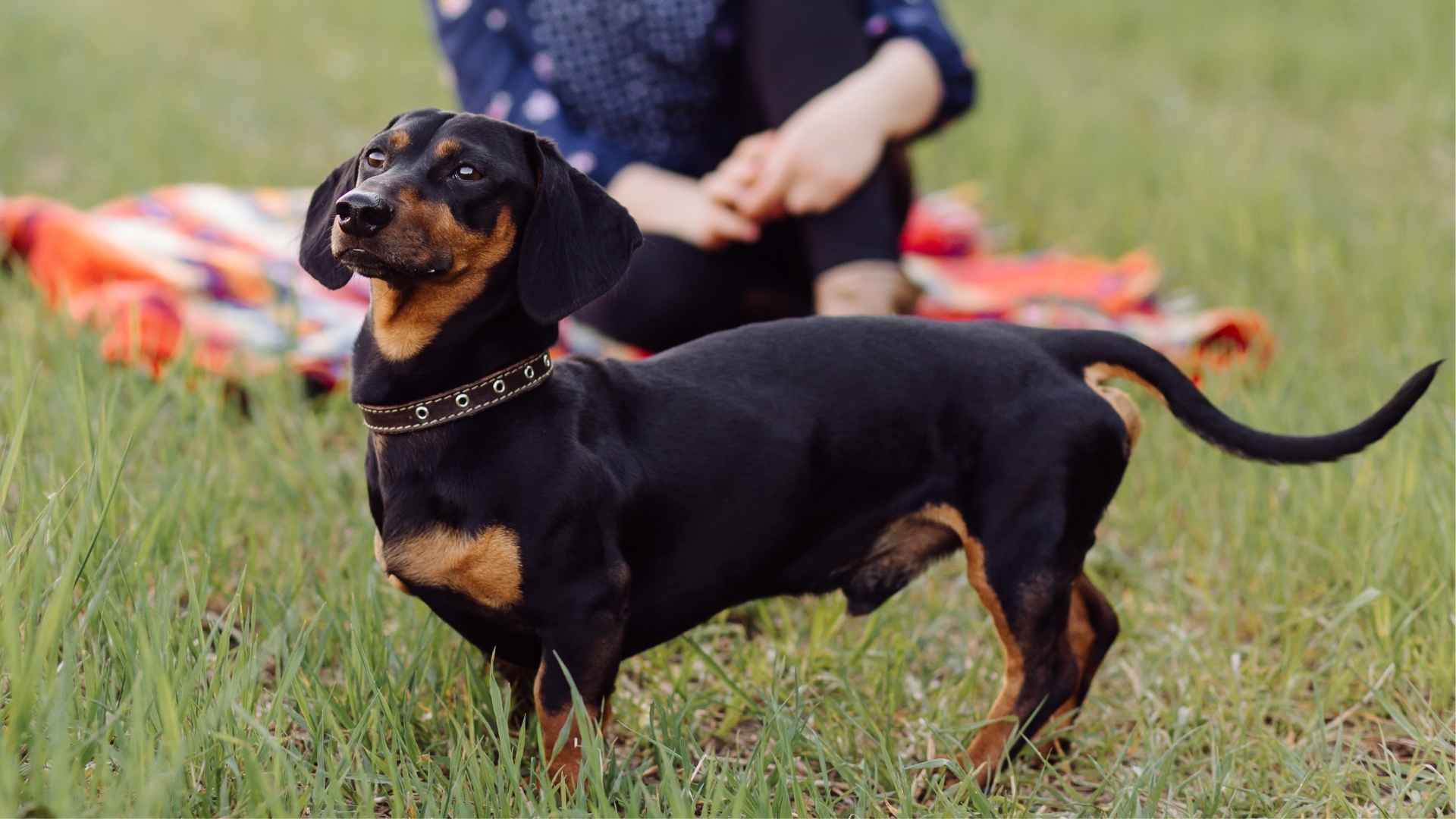 7 Best Teacup Dog Breeds For Personal Protection