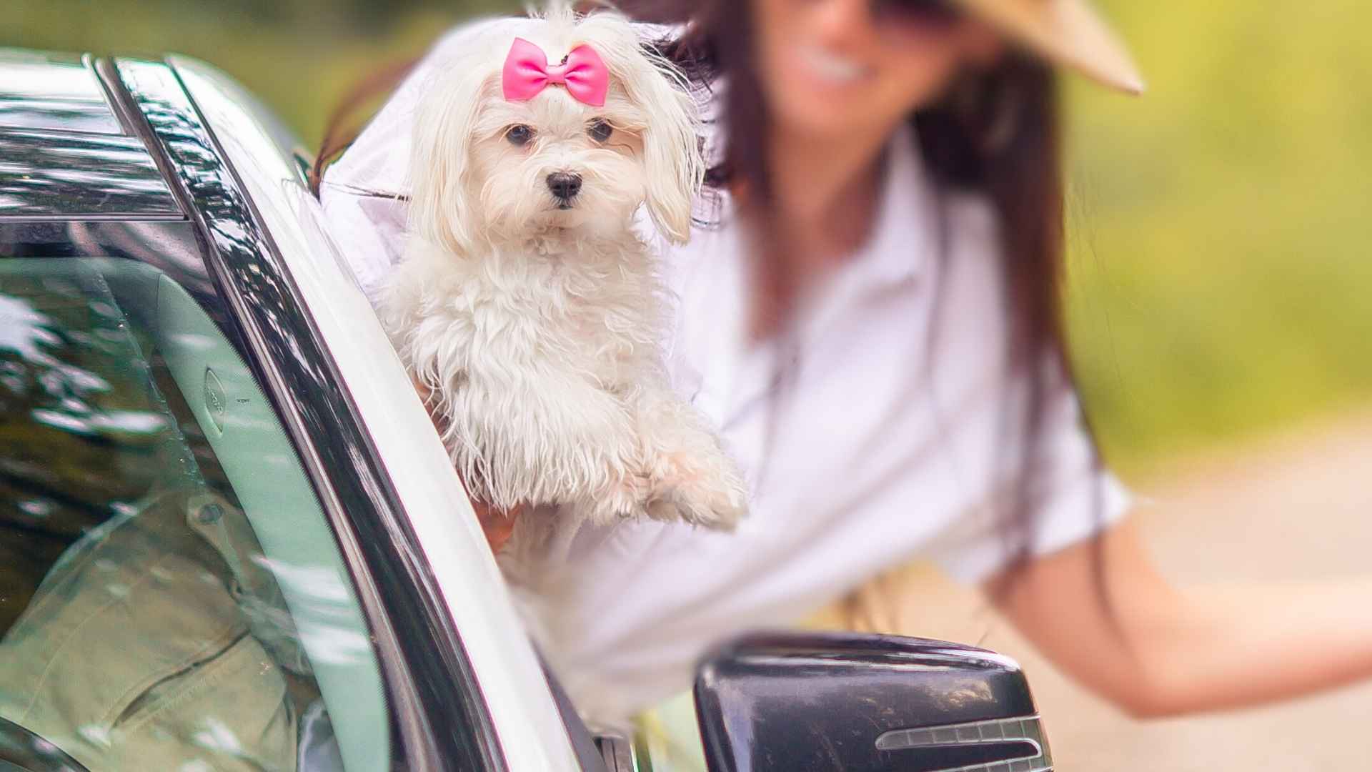 7 Best Teacup Dog Breeds For Travelers on the Go