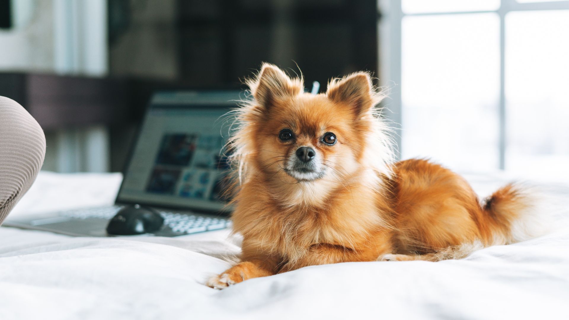 7 Best Teacup Dog Breeds for Digital Nomads Living a Remote Lifestyle