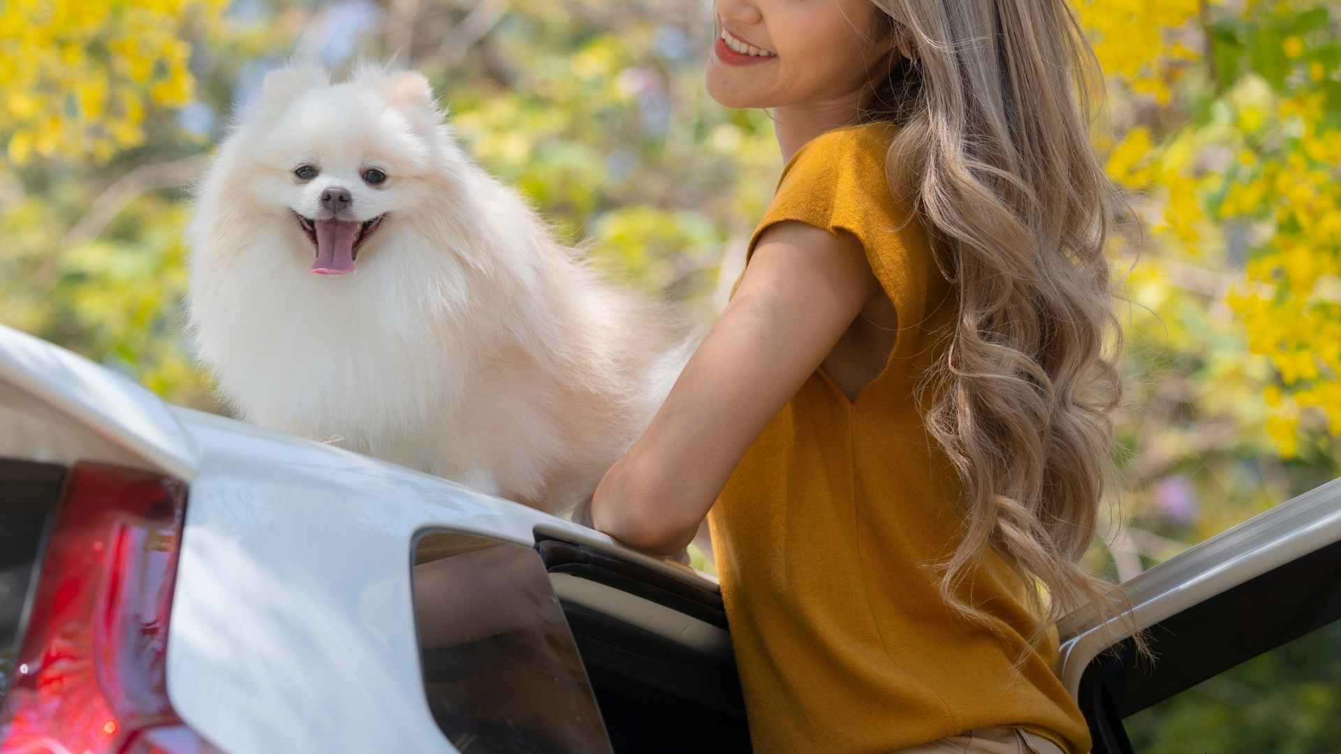 7 Best Tiny Dog Breeds For Travelers