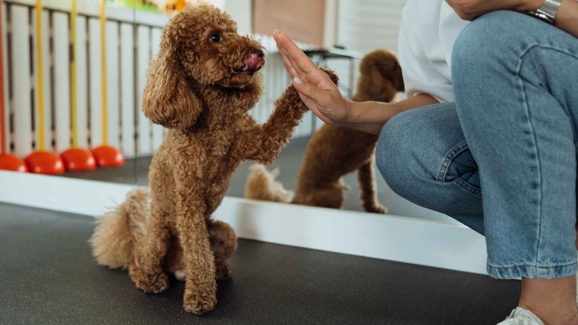 7 Best Toy Breeds Known for Their Intelligence