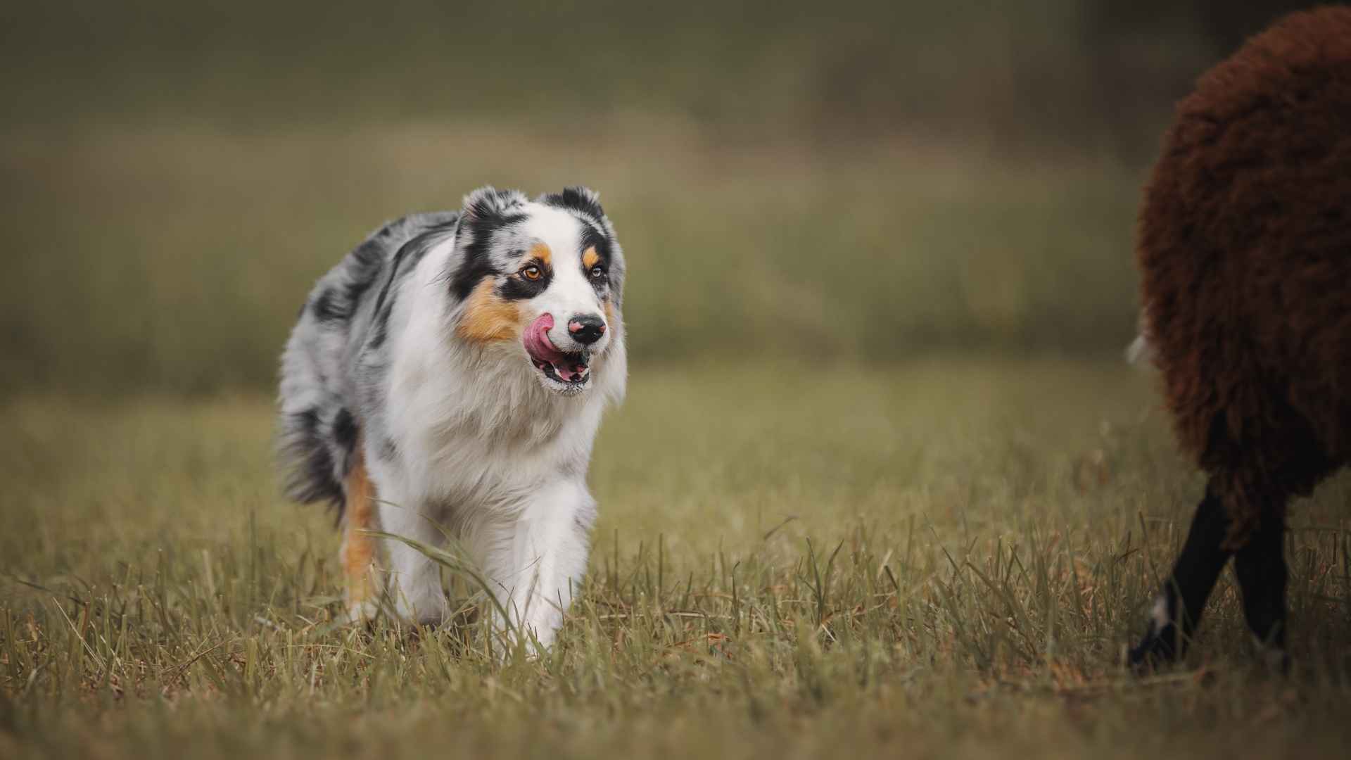 7 Bold Guard Dog Breeds Loved by Farmers and Ranchers