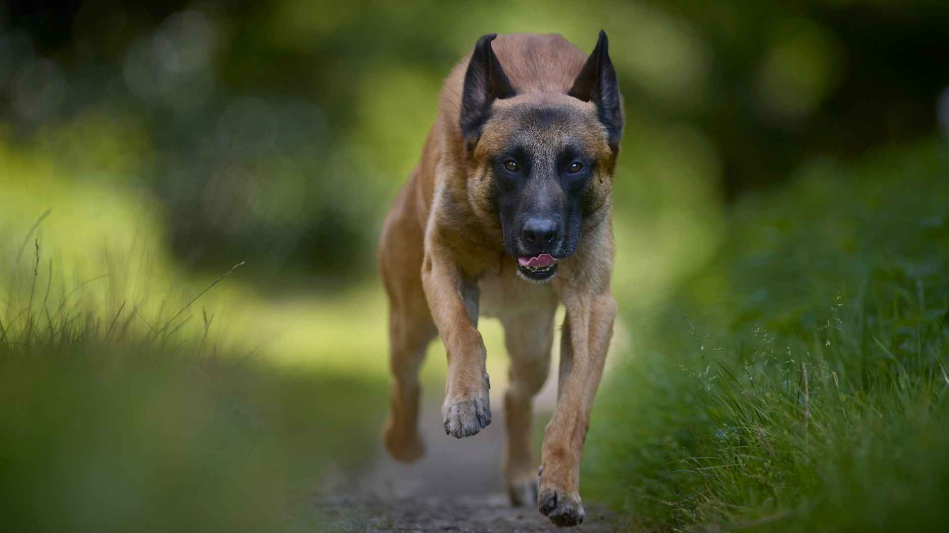 7 Brave (But Cautious!) Dog Breeds
