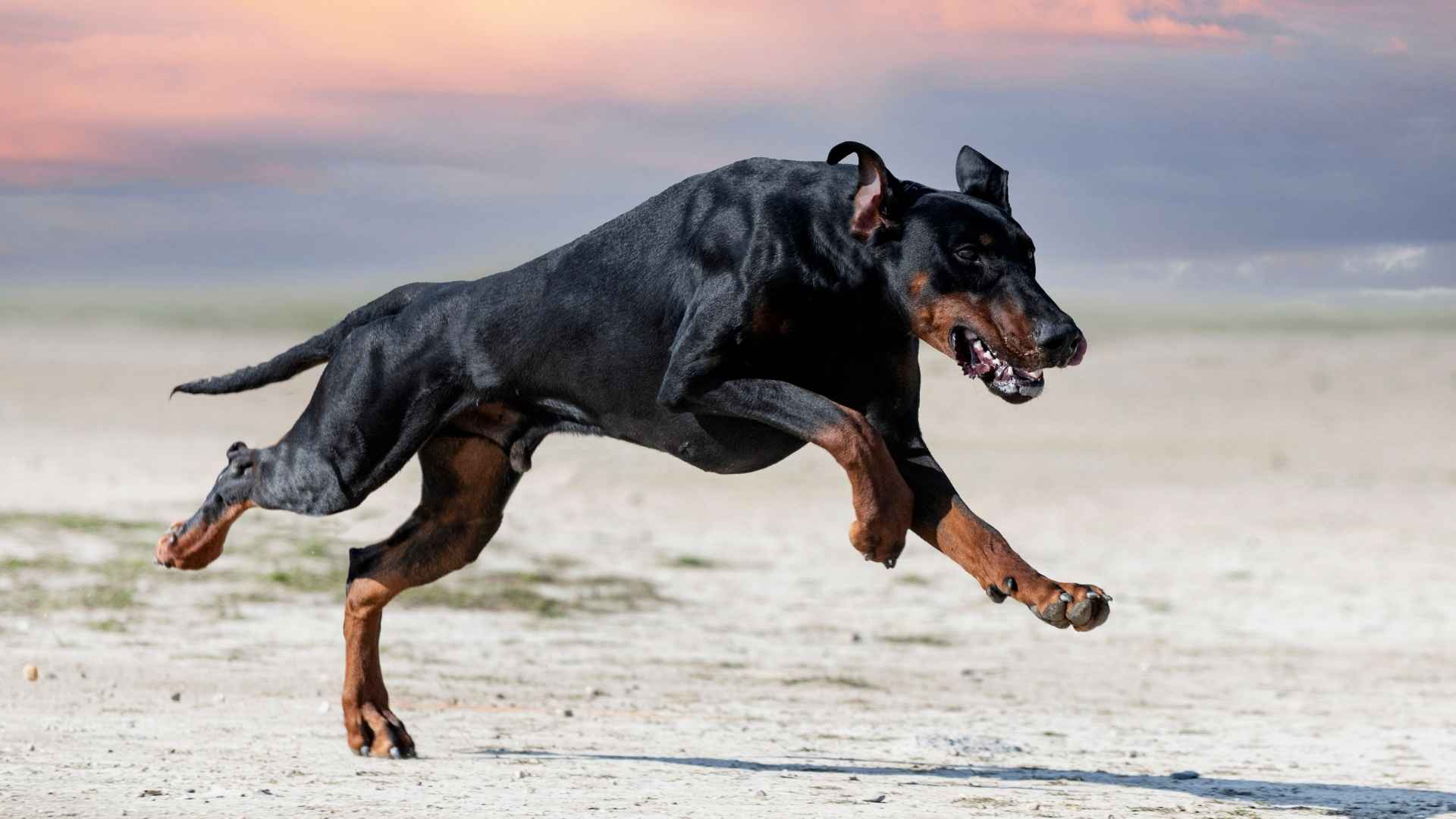 7 Brave Dog Breeds Whose Spirit Can’t Be Broken