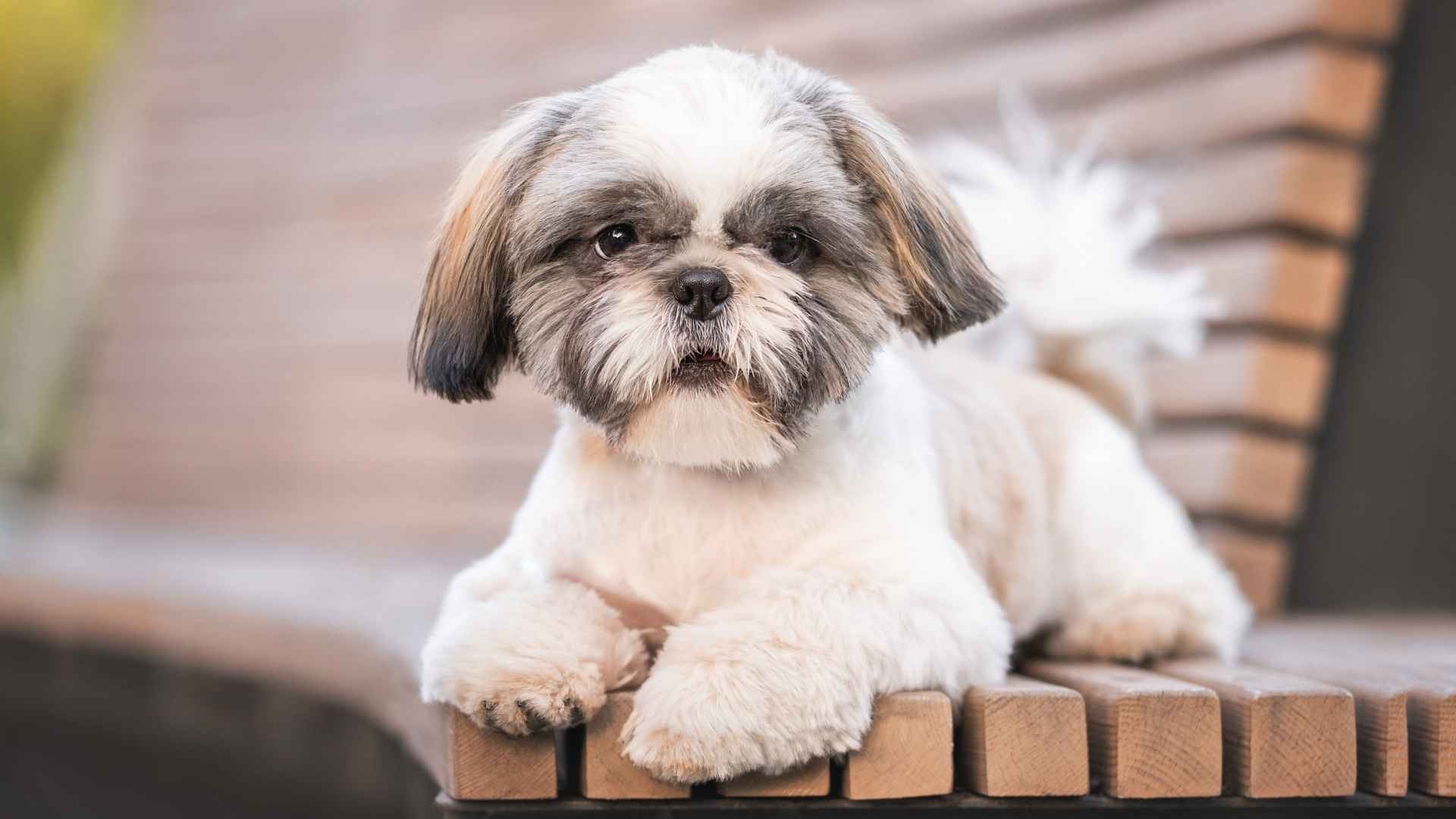7 Calm Dog Breeds That Love Relaxed Evening Playtimes