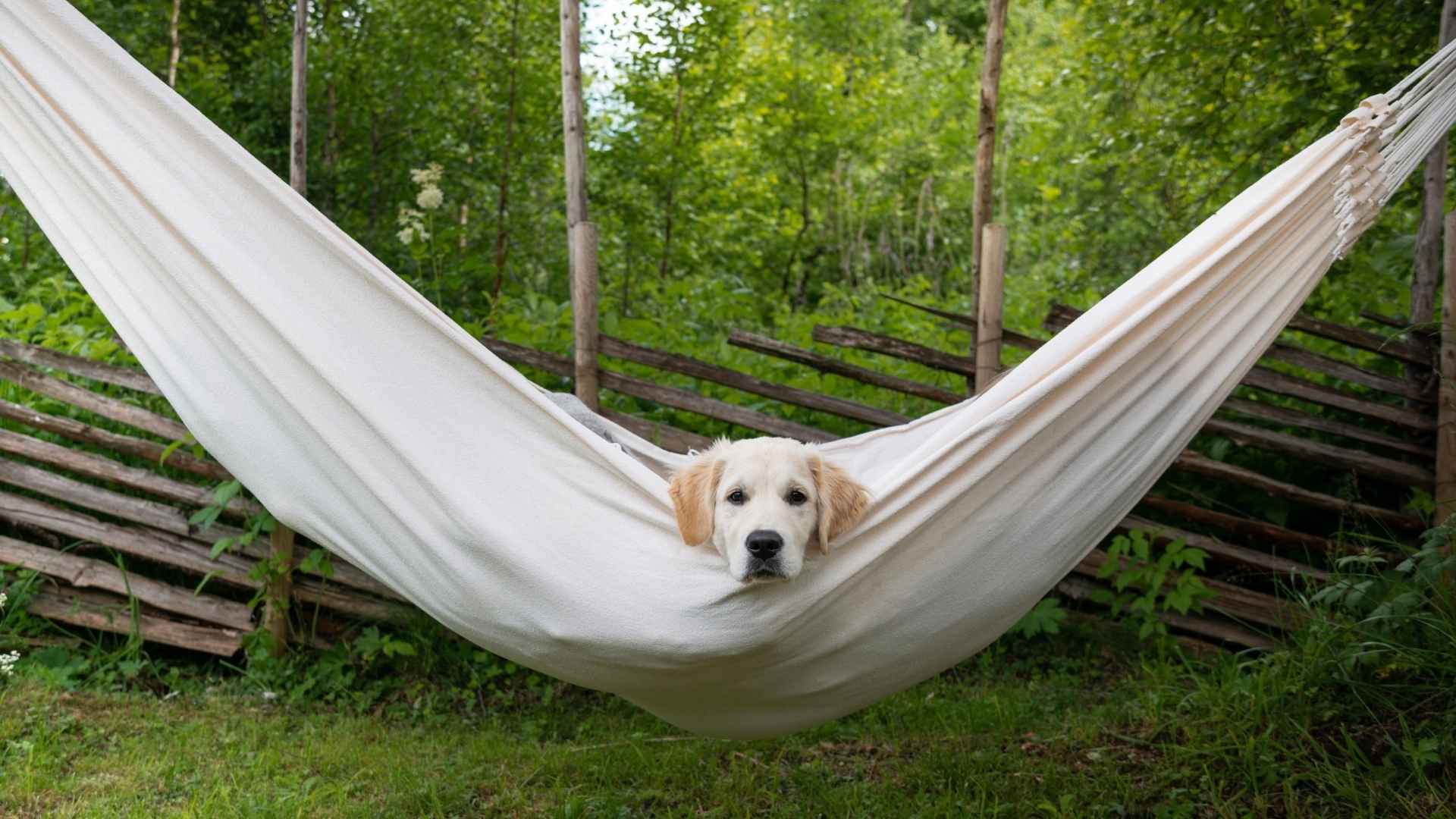 7 Calm Dog Breeds That Relax in Hammocks During Camping Trips