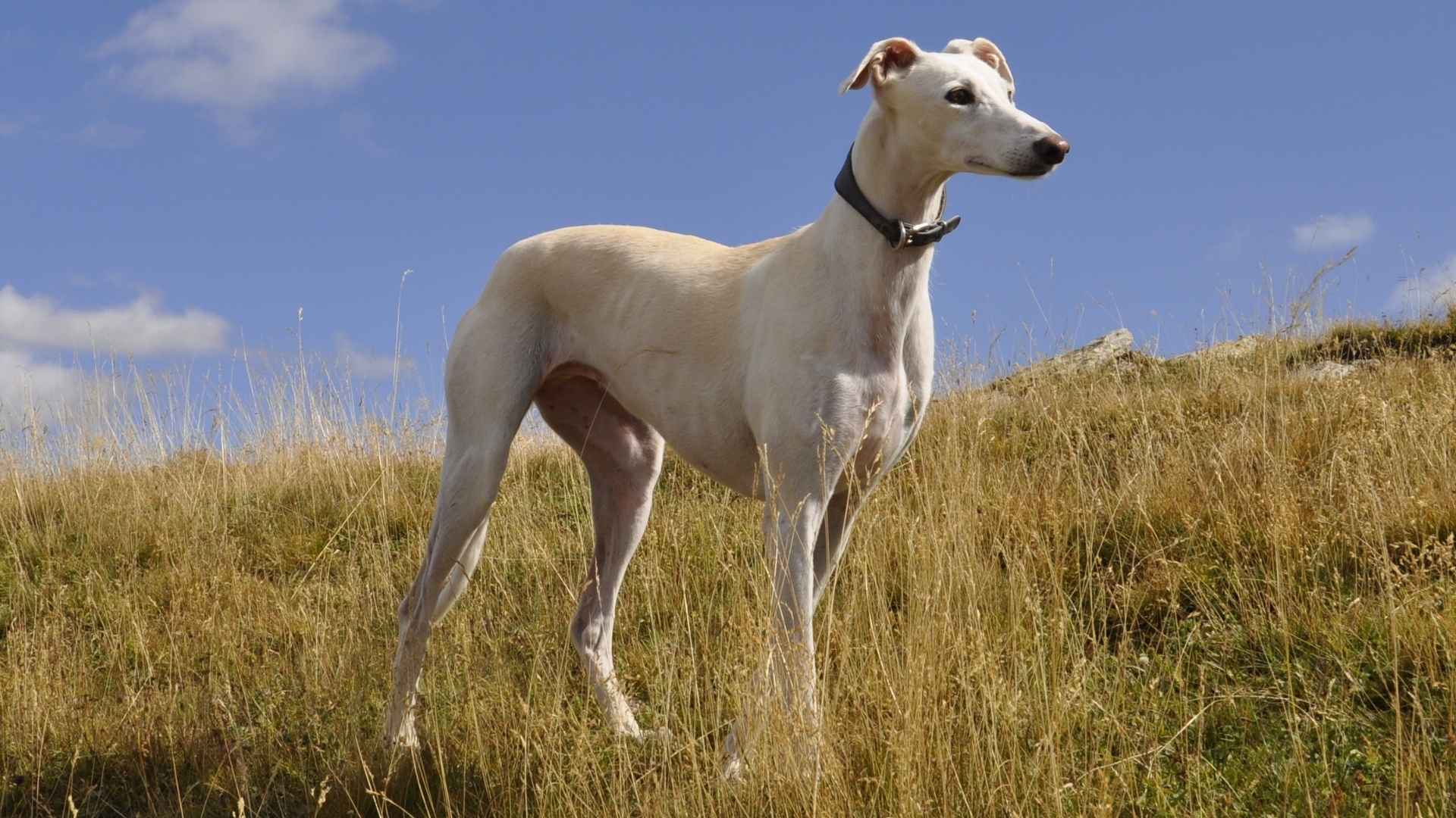 7 Cheap Large Dog Breeds With Long Lifespans