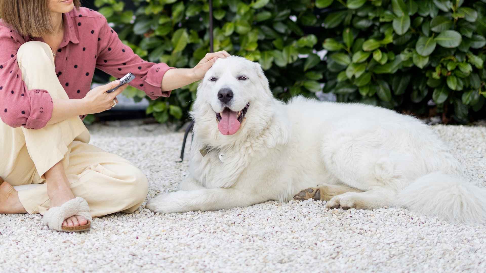 7 Cherished Dog Breeds That Refuse To Break Up Pacts