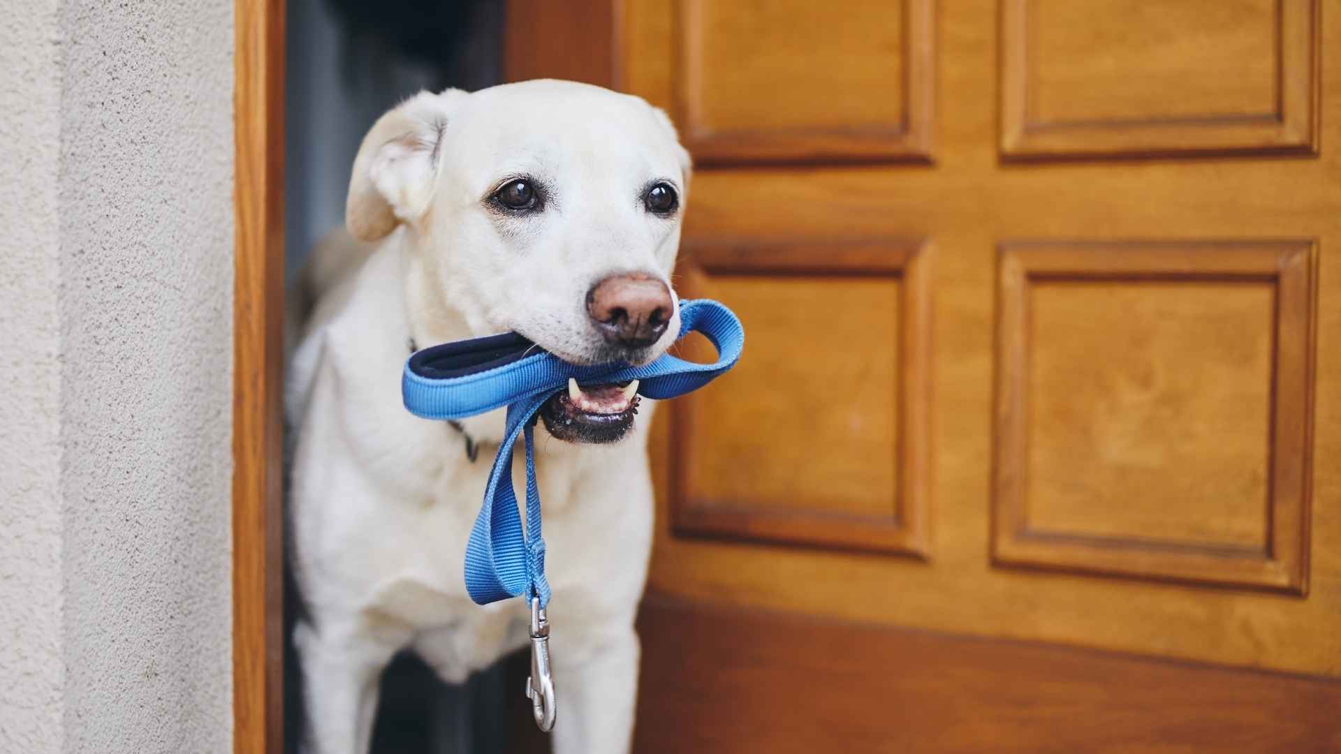 7 Clever Dog Breeds That Learn to Unlock Simple Latches Effortlessly