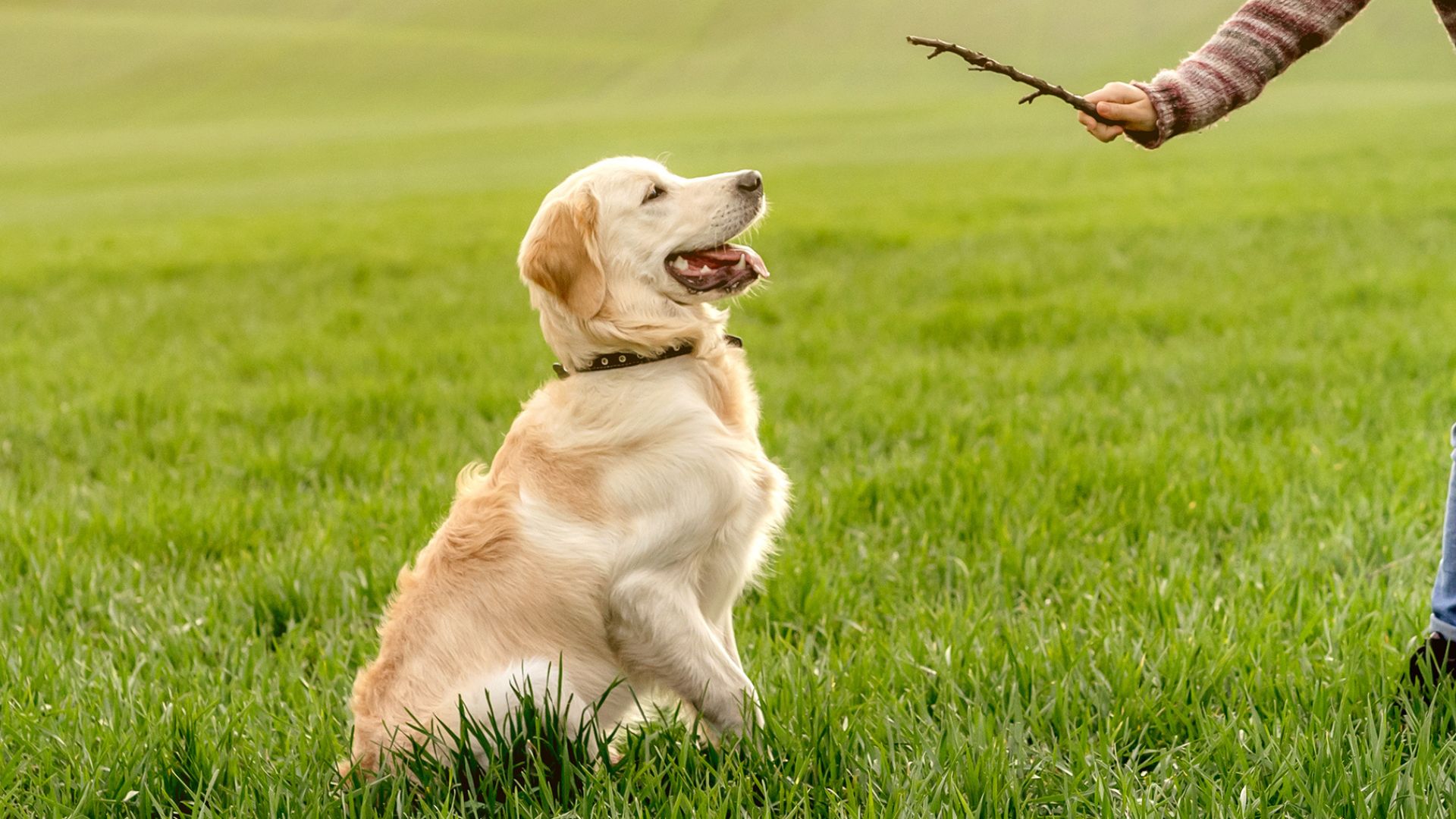 7 Cleverest Dog Breeds Ever Discovered That Learn Faster Than Others