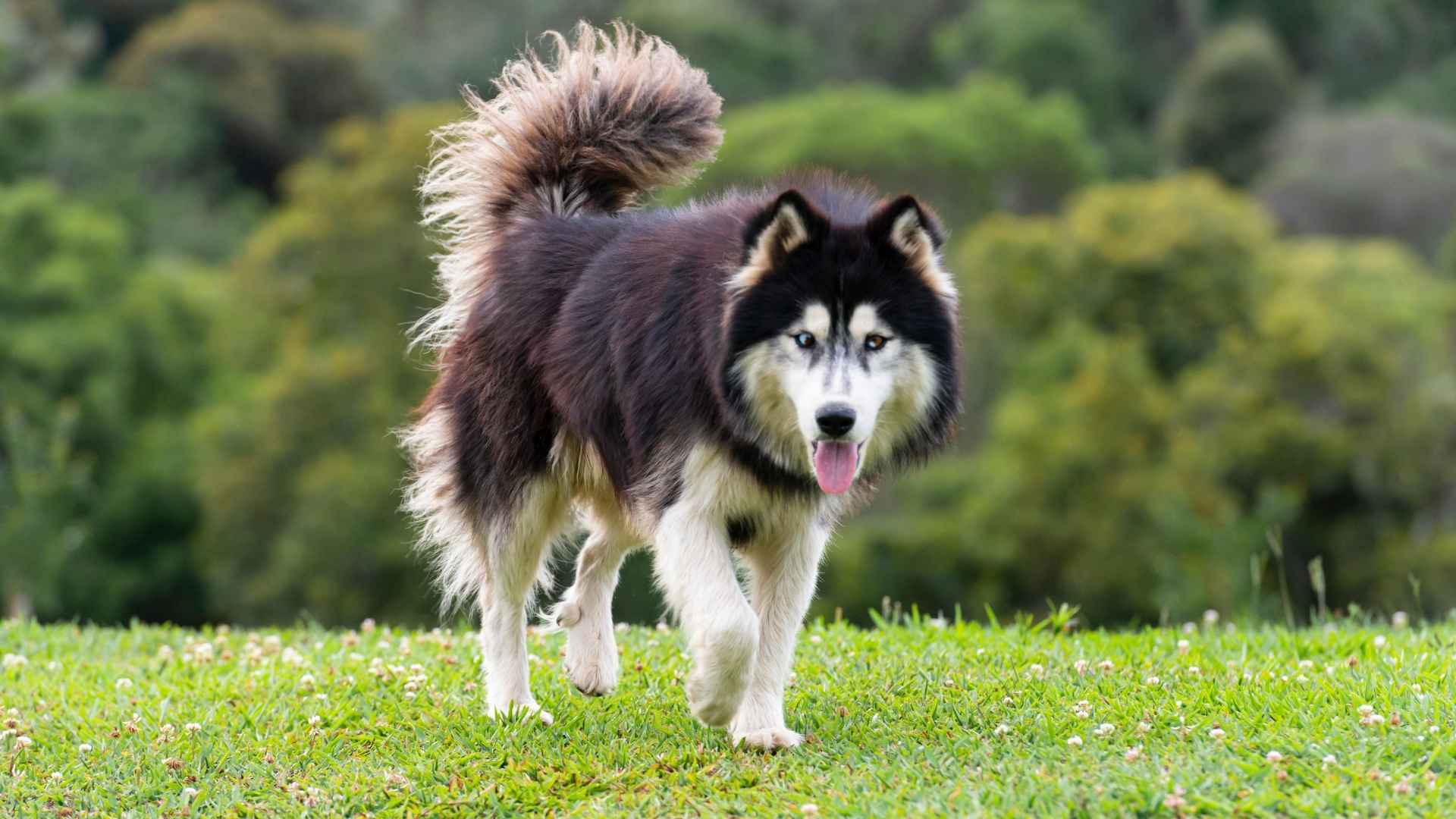 7 Common Dog Breeds to Avoid For Elderly Households