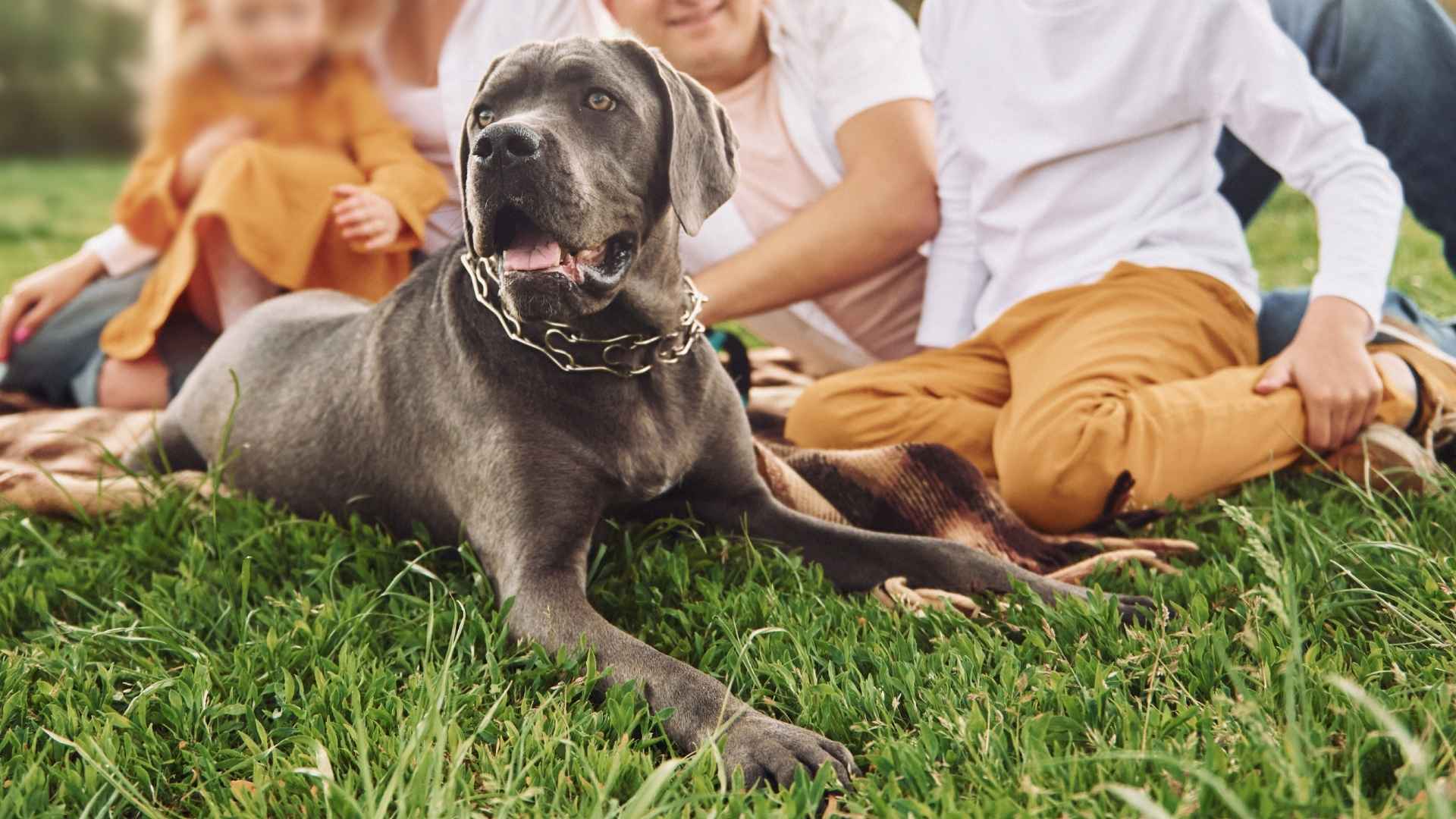 7 Confident Guard Dog Breeds For Large Families