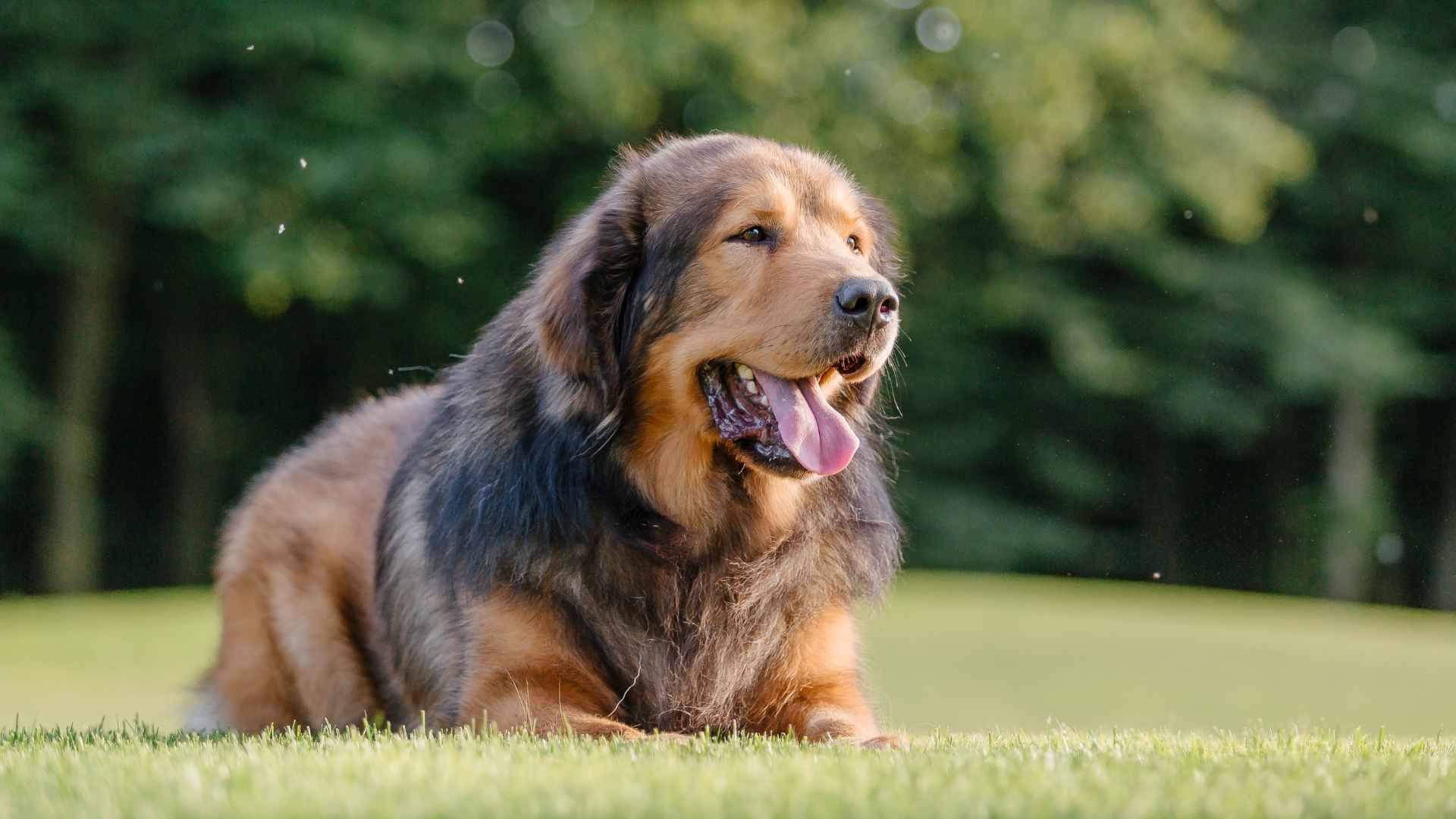 7 Coolest Dog Breeds That Will Wow You