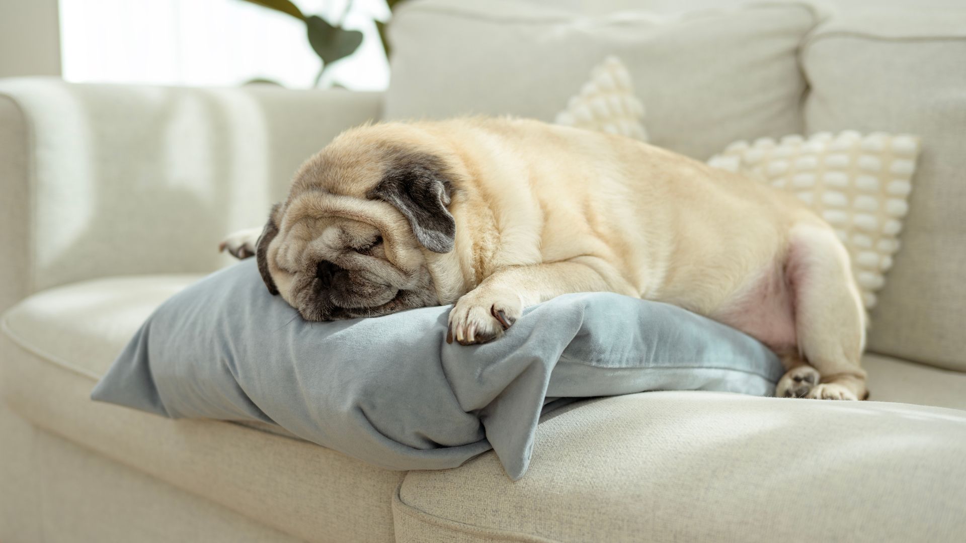 7 Coziest Small Dog Breeds Ideal For Indoor Naps and Relaxation