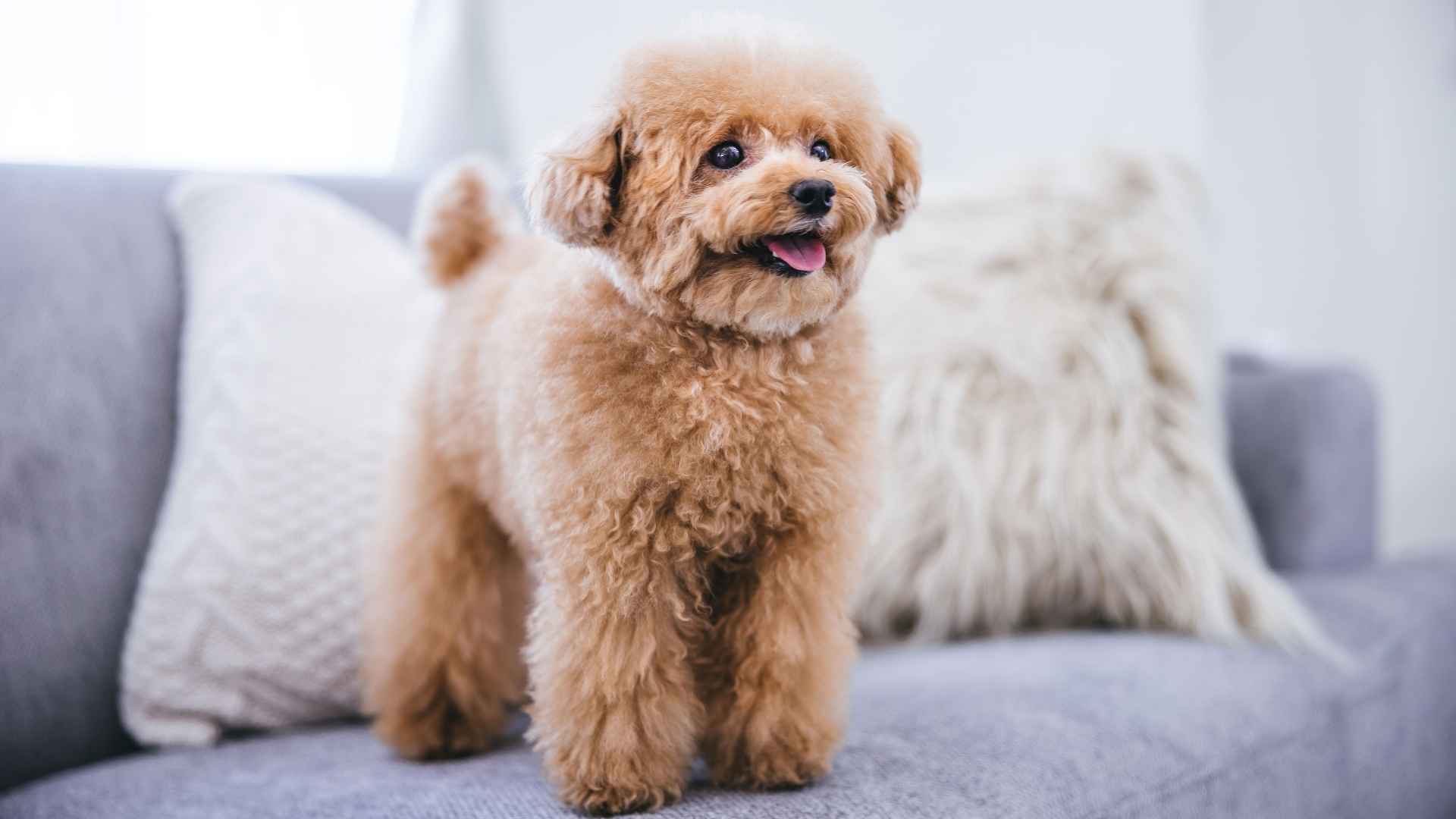 7 Cutest Tiny Dog Breeds Under 10 Pounds