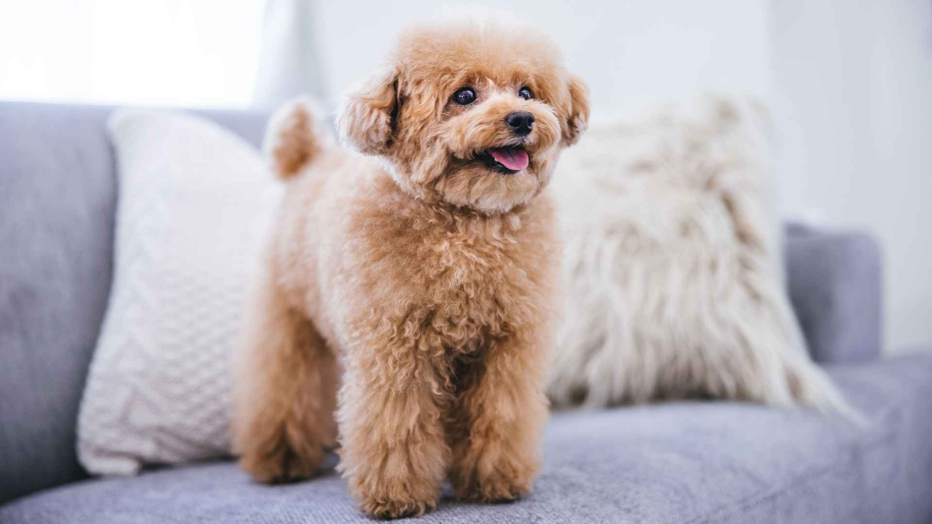 7 Cutest Toy Dog Breeds For Every Home