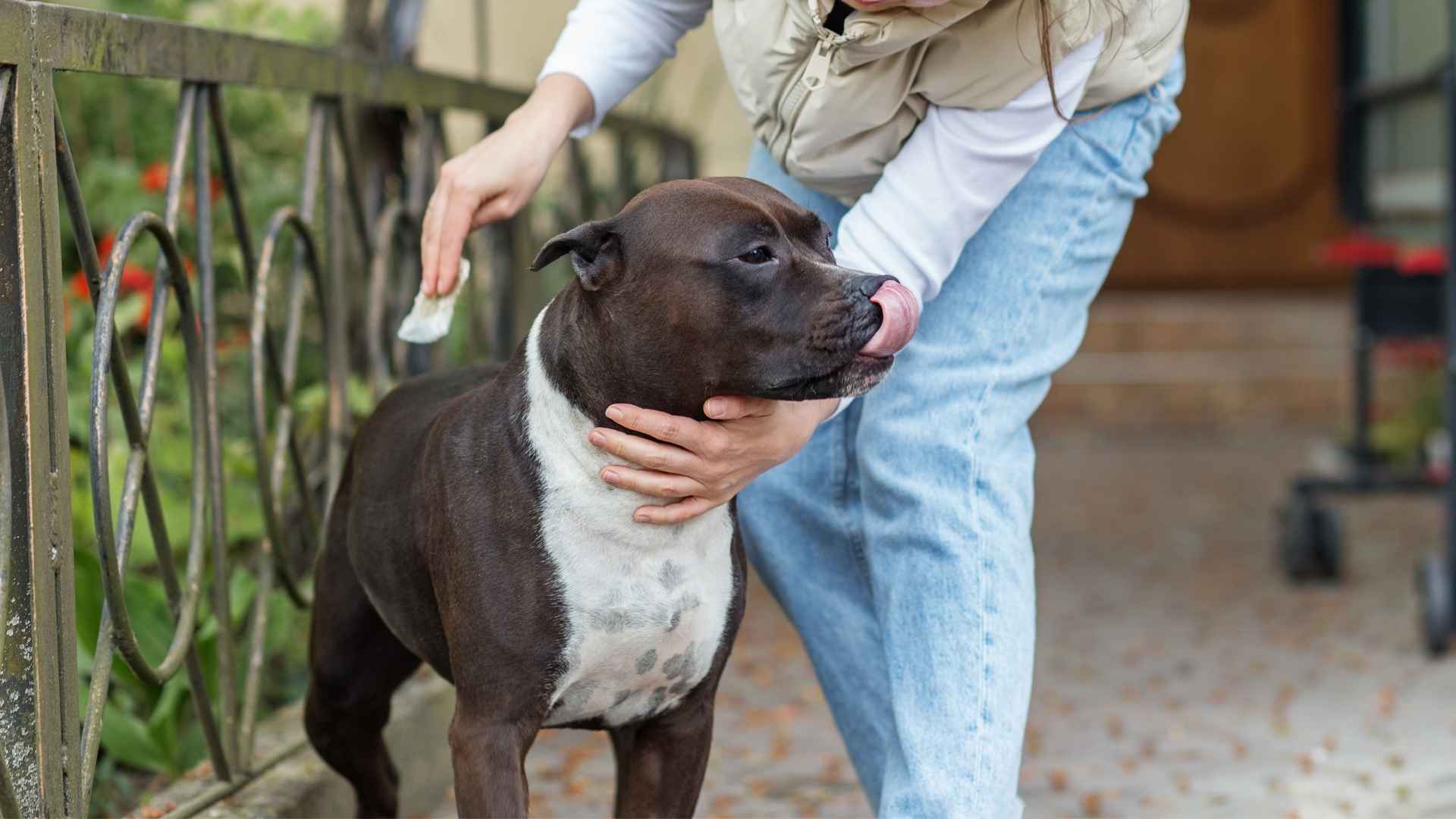 7 Dog Breeds For Single Women That Are Low-Maintenance