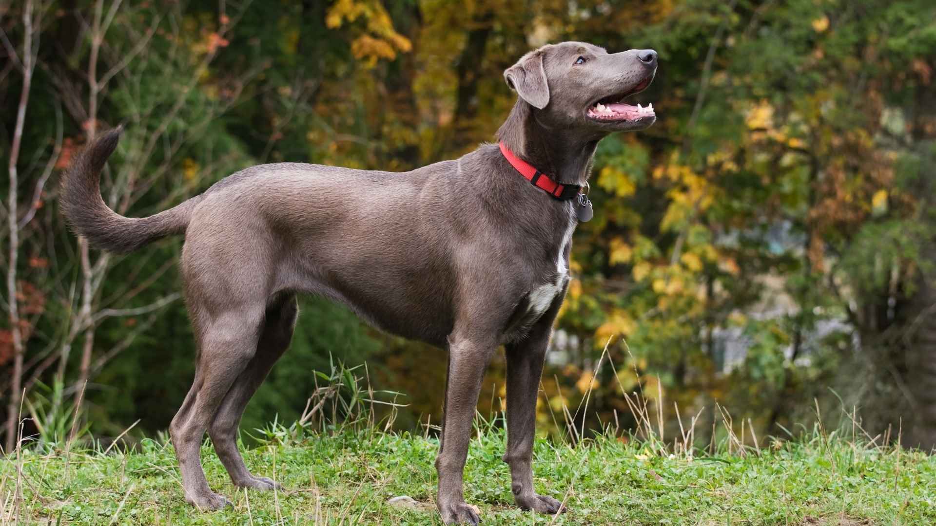 7 Dog Breeds Known For Blueish Grey Coats