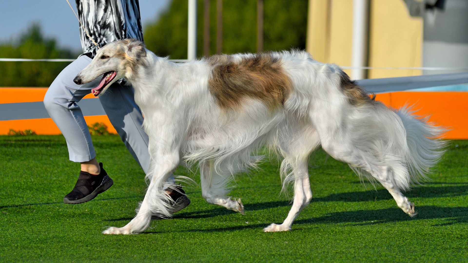 7 Dog Breeds Known For Competitive Shows