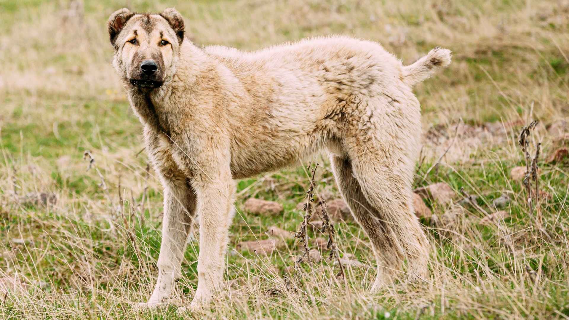 7 Dog Breeds Known To Chase Away Bears And Cougars