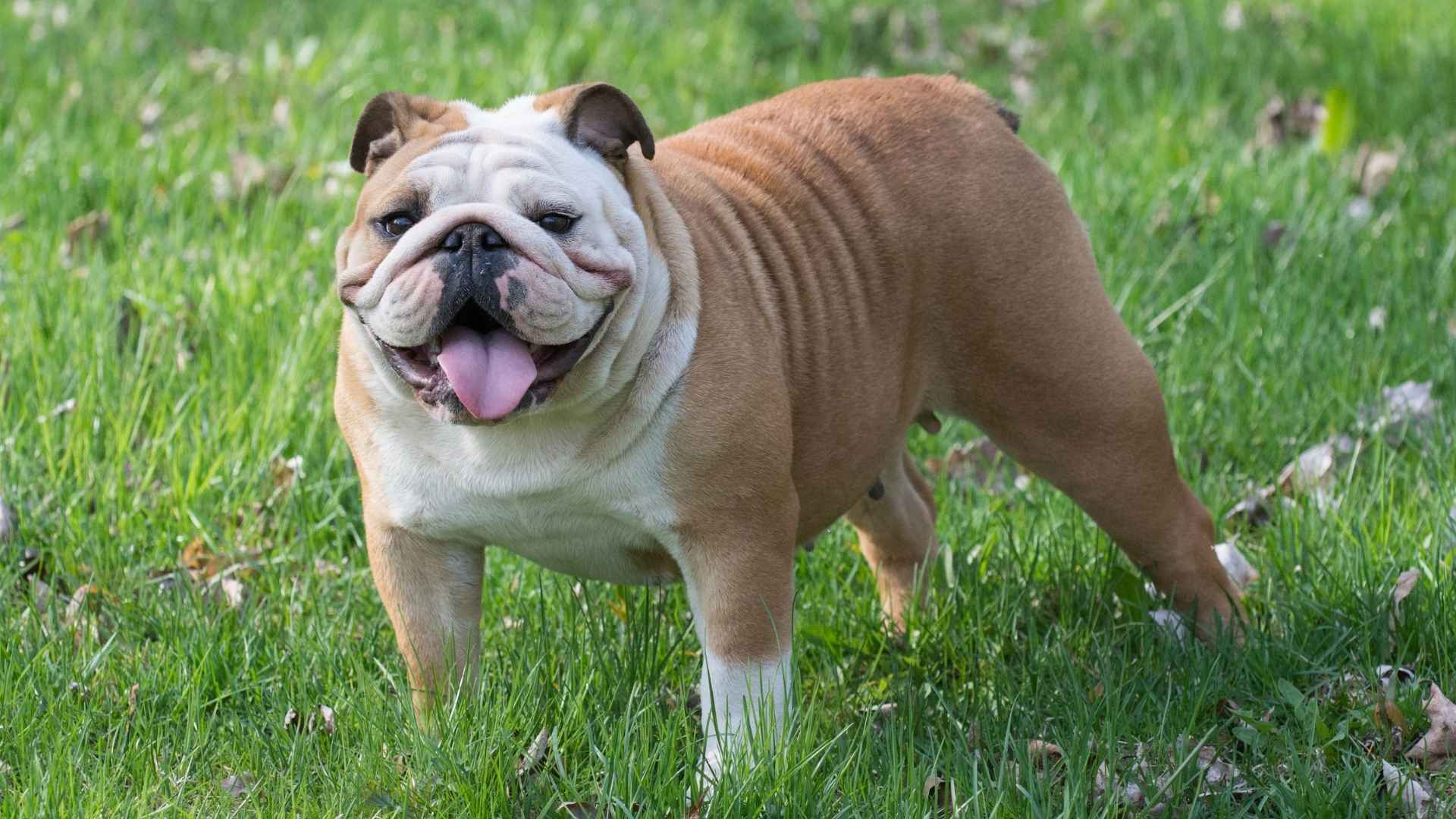 7 Dog Breeds Known for Their Gentle Souls