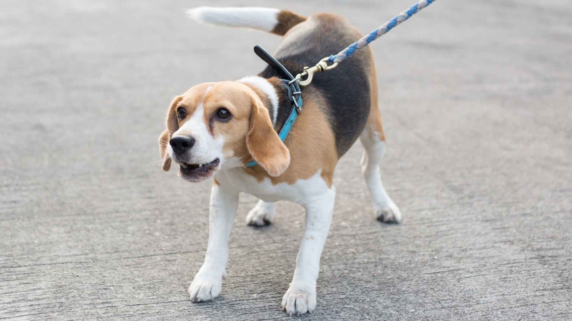 7 Dog Breeds Showing Off The Worst Behaviors Around