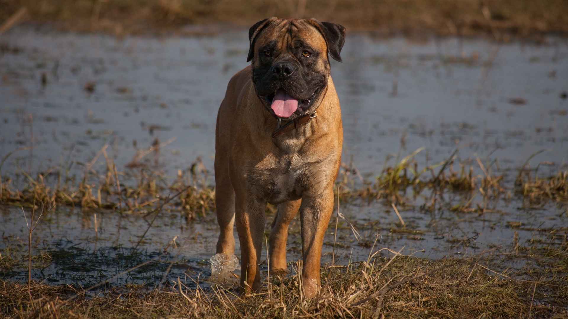 7 Dog Breeds Similar To Cane Corsos