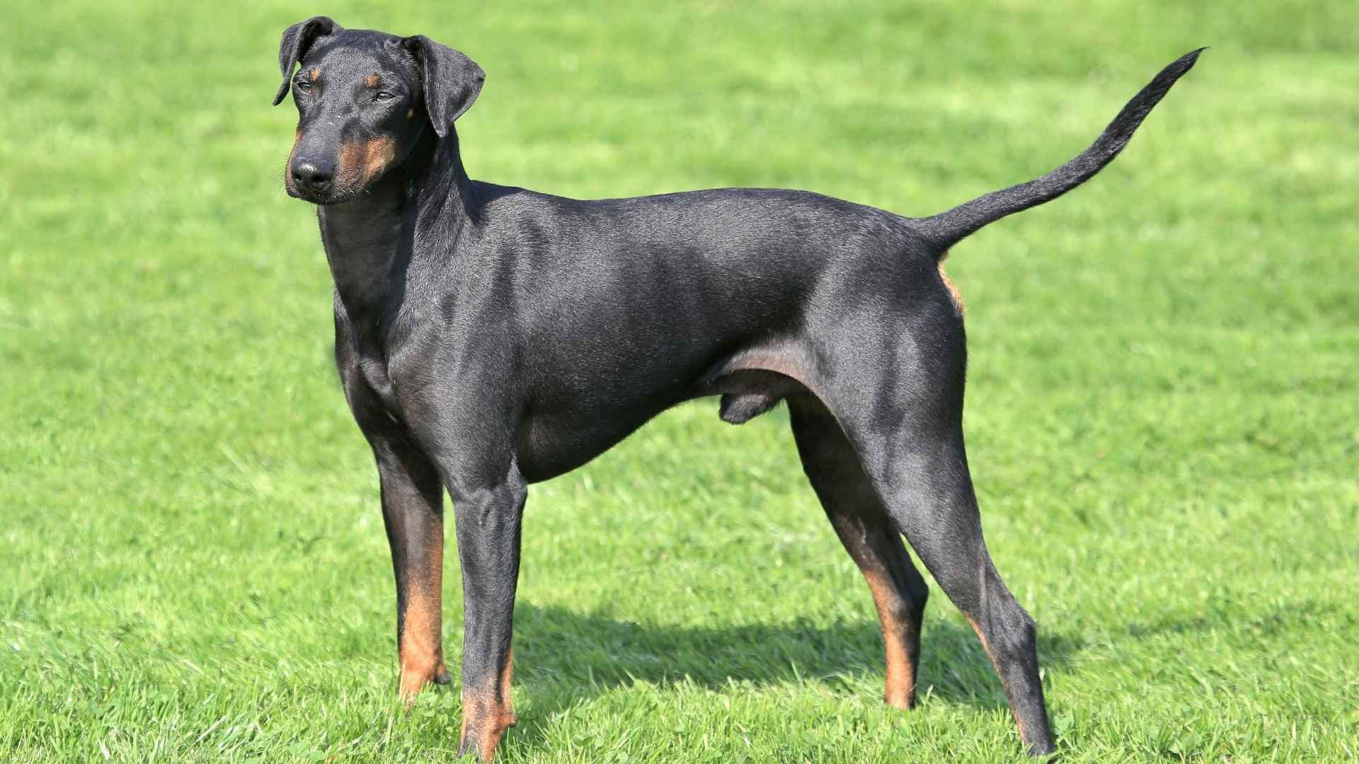 7 Dog Breeds Similar to Miniature Pinschers That Bring Big Personality in a Small Package