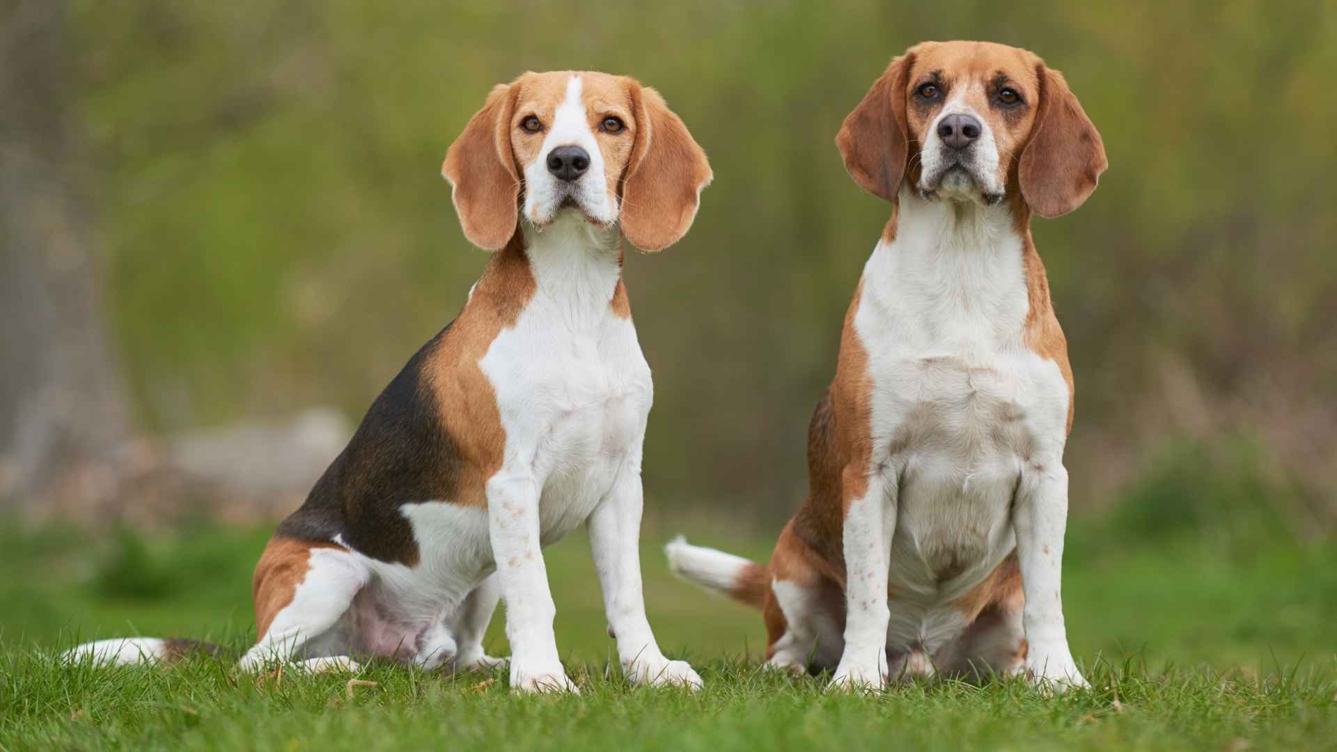 7 Dog Breeds That Age Gracefully Without Joint Pain