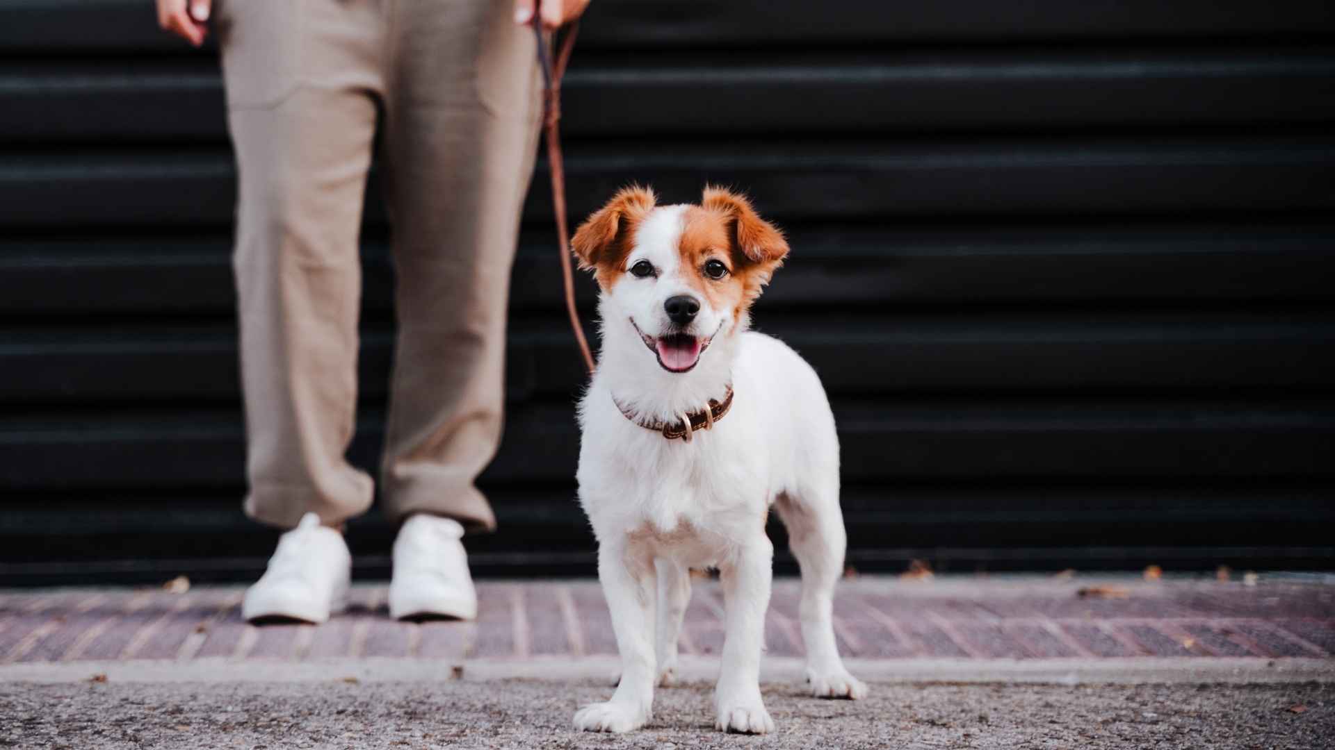 7 Dog Breeds That Are Almost Always On The Go!