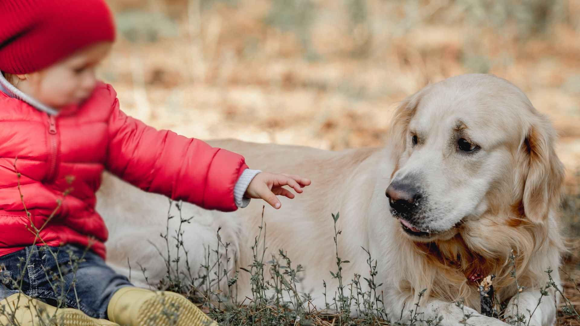 7 Dog Breeds That Are Calm Around Loud Kids