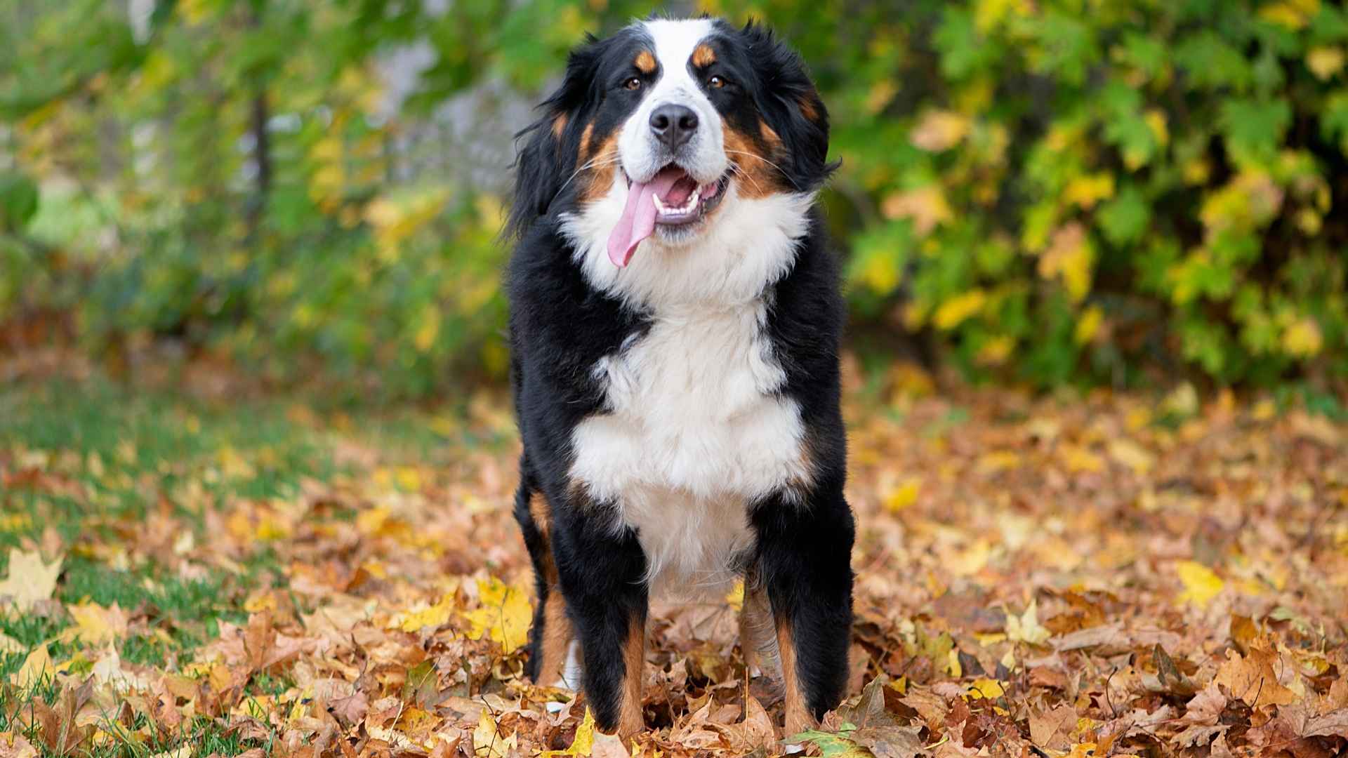 7 Dog Breeds That Are Exuding Strength, Grace, & Love
