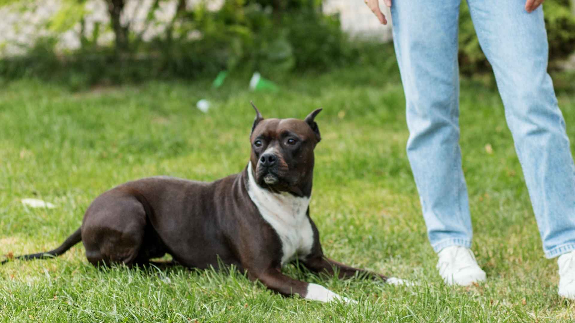 7 Dog Breeds That Are Likeliest To Protect You