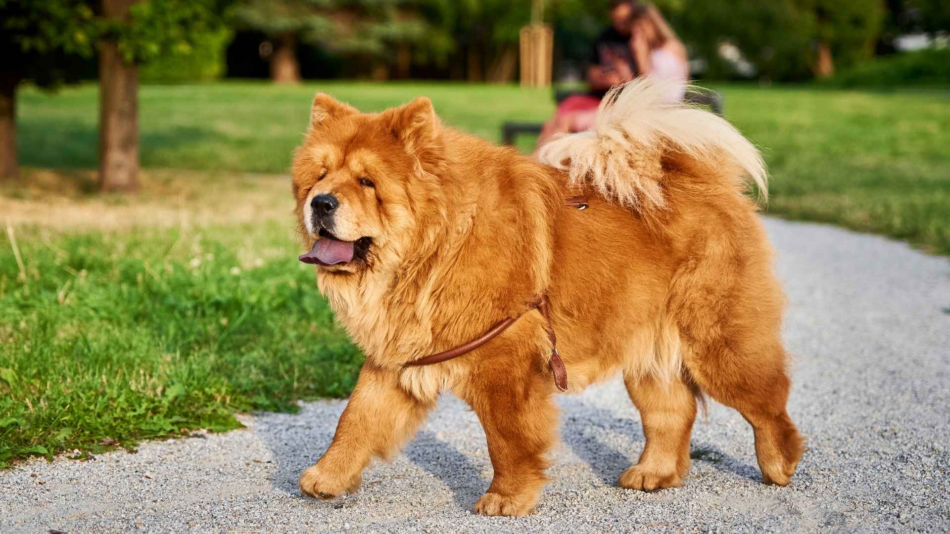 7 Dog Breeds That Are Not Nice To Meet You