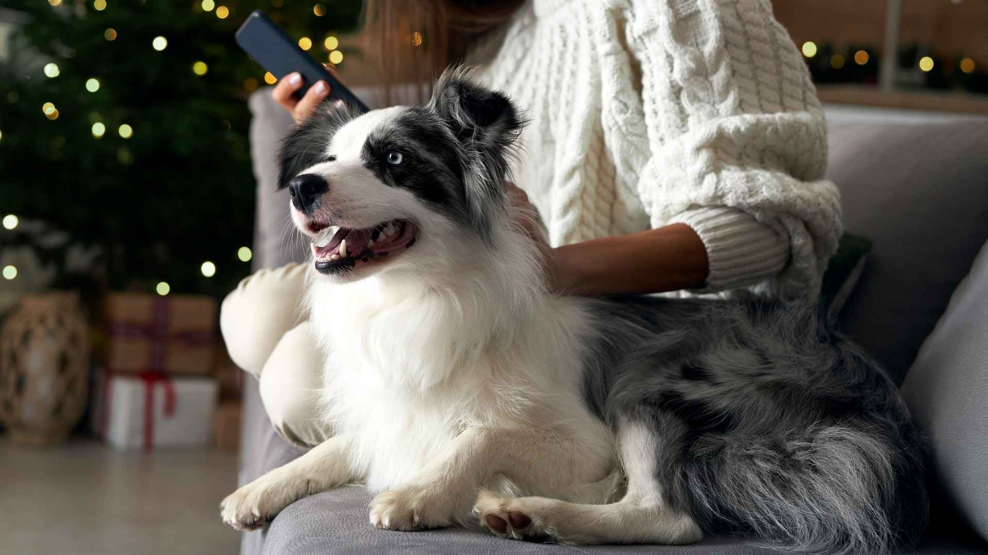 7 Dog Breeds That Are Smart (But Still Love You!)