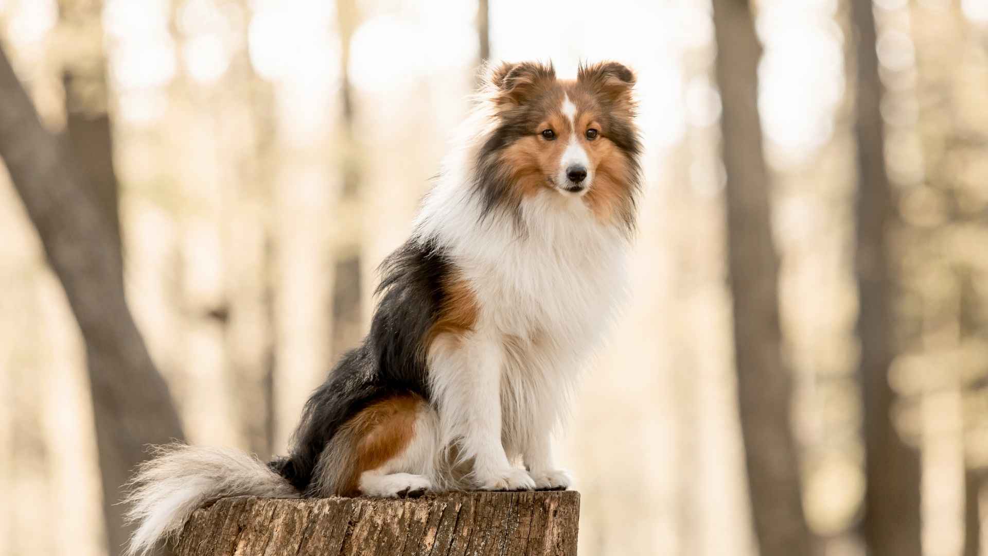 7 Dog Breeds That Are Smart With Math