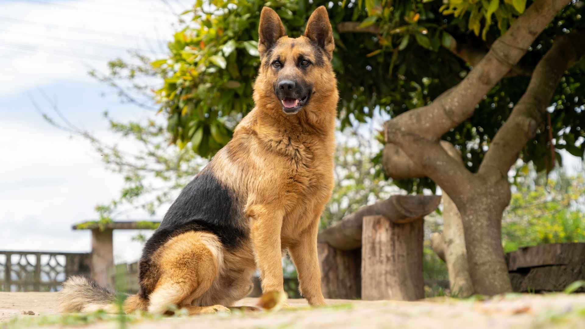 7 Dog Breeds That Are Strong And Ready To Work With You