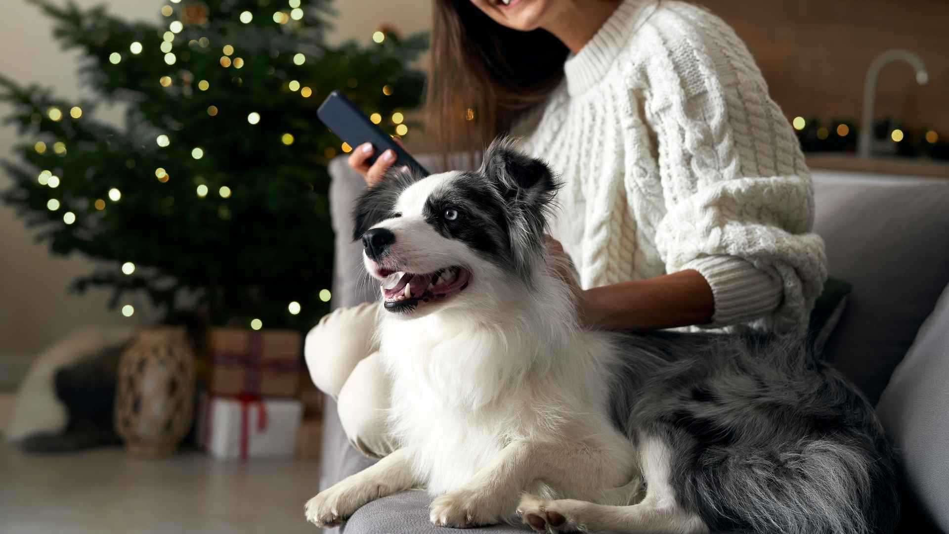 7 Dog Breeds That Bark At Cartoon Dogs On TV