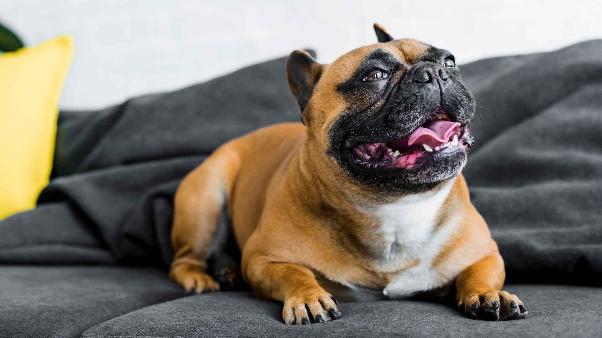 7 Dog Breeds That Bark Only When Door Opens