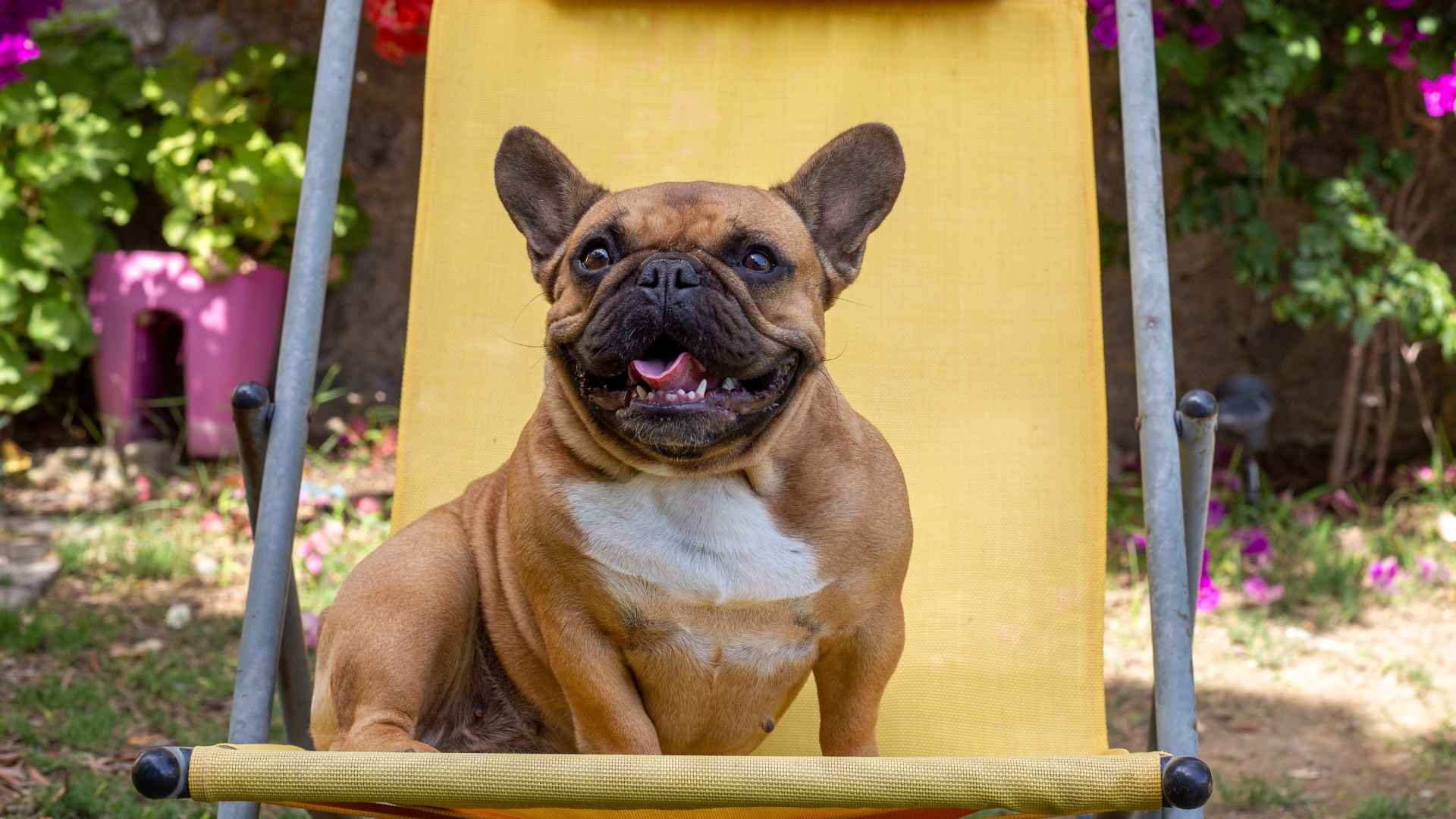 7 Dog Breeds That Bark Softly When They Sense Danger