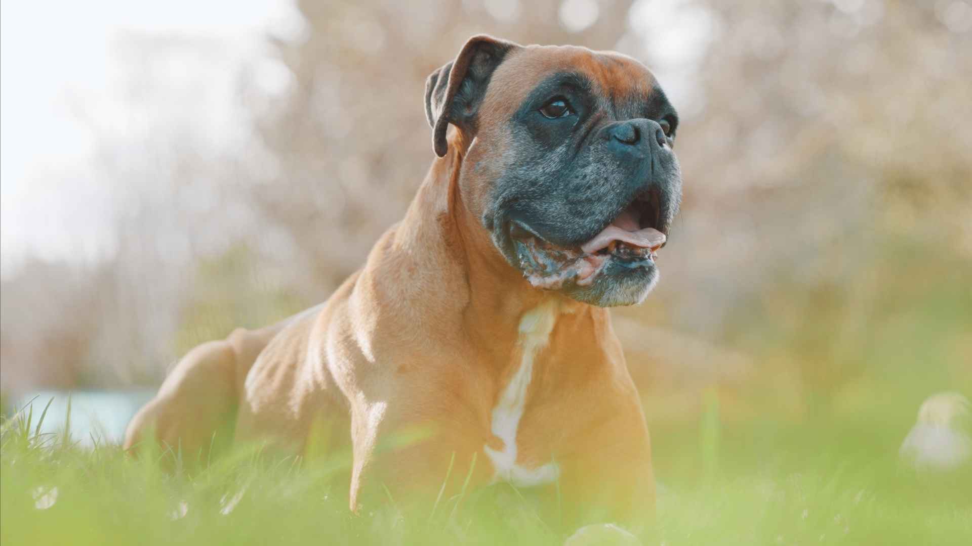 7 Dog Breeds That Bark To Alert Neighbors During Trouble
