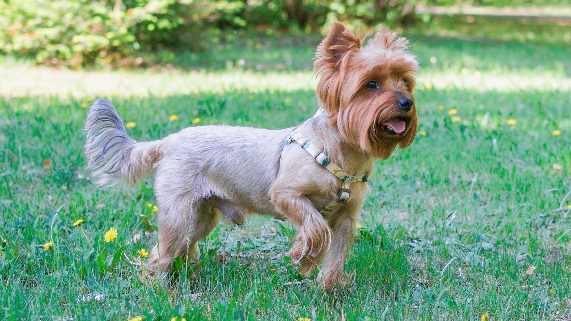 7 Dog Breeds That Bark When Kids Go Too Far Outside