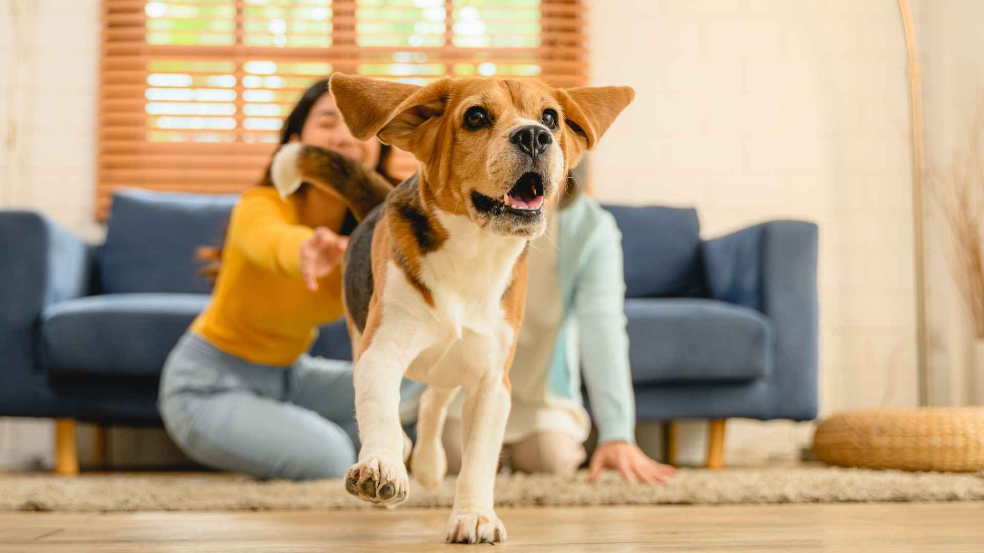 7 Dog Breeds That Bark When Phones Ring In Other Rooms