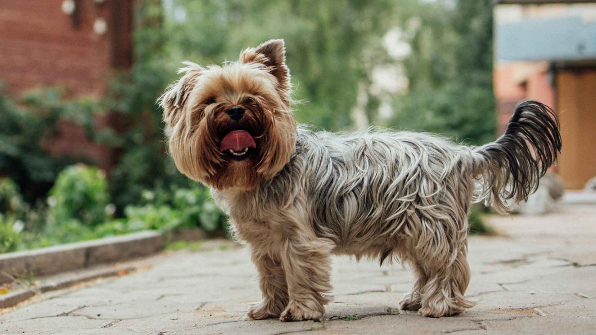 7 Dog Breeds That Bark When Postmen Are Still on Streets
