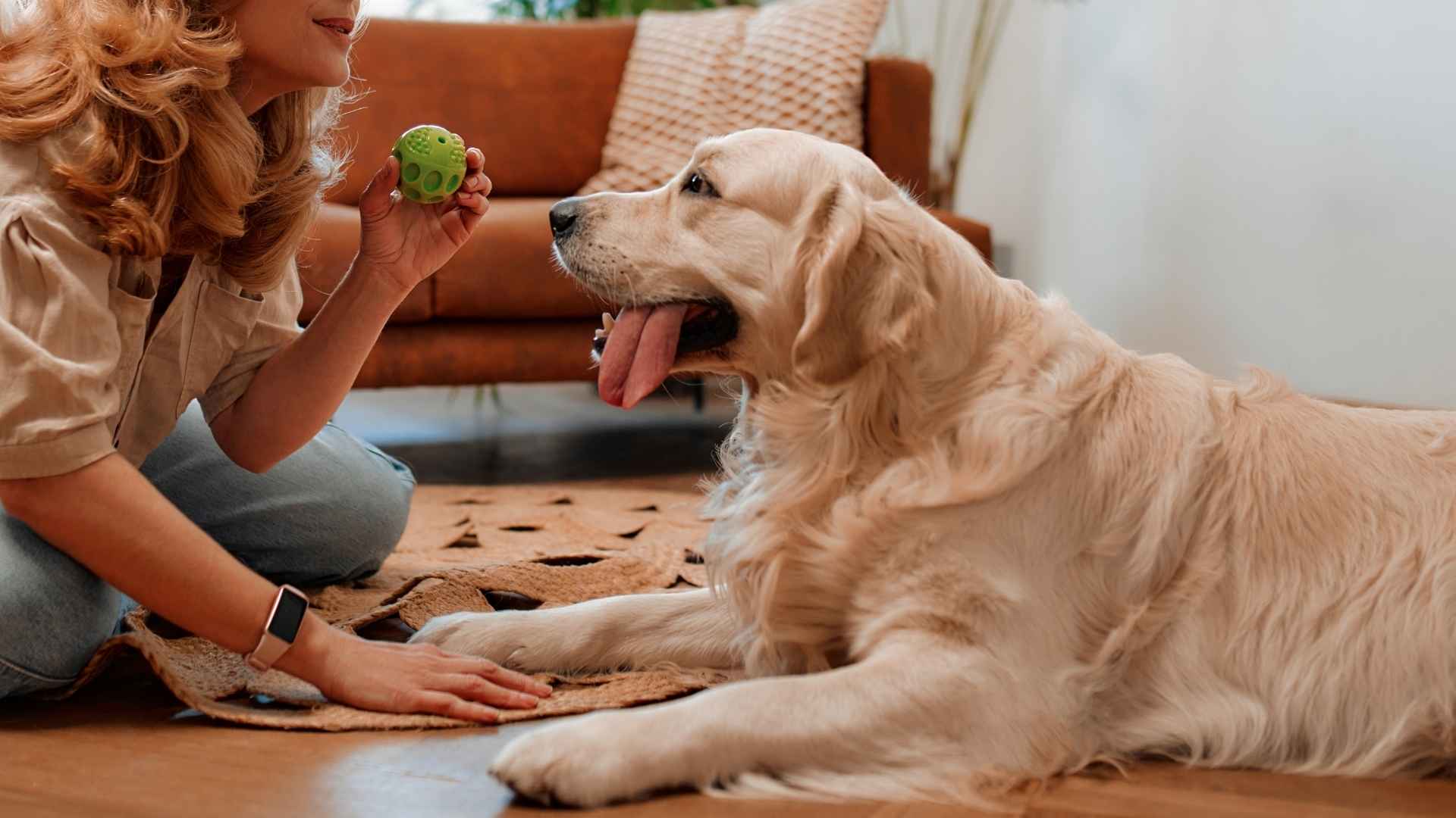 7 Dog Breeds That Bring Owners Their Favorite Items Daily