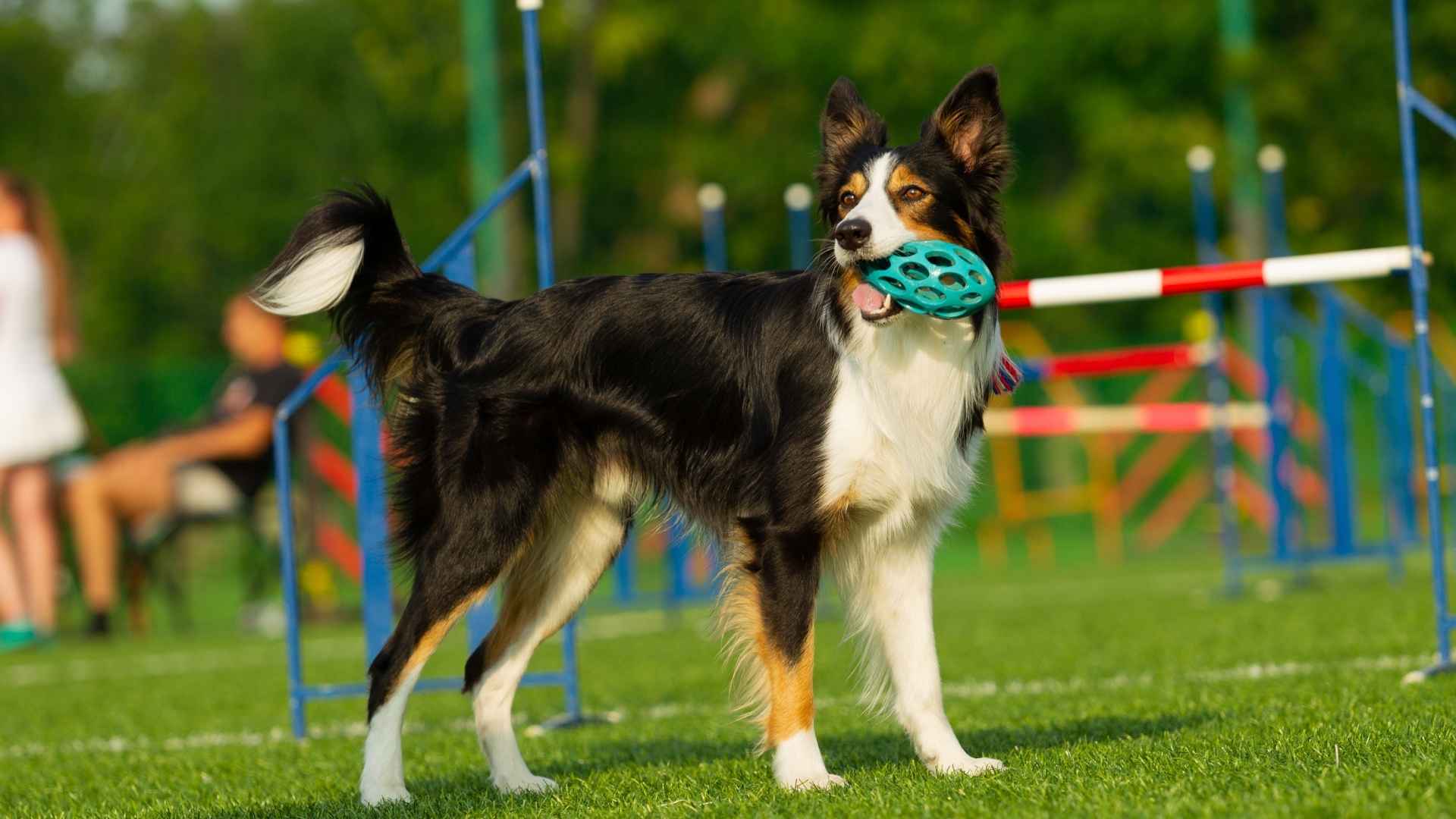 7 Dog Breeds That Can Recognize Over 50 Toys by Name