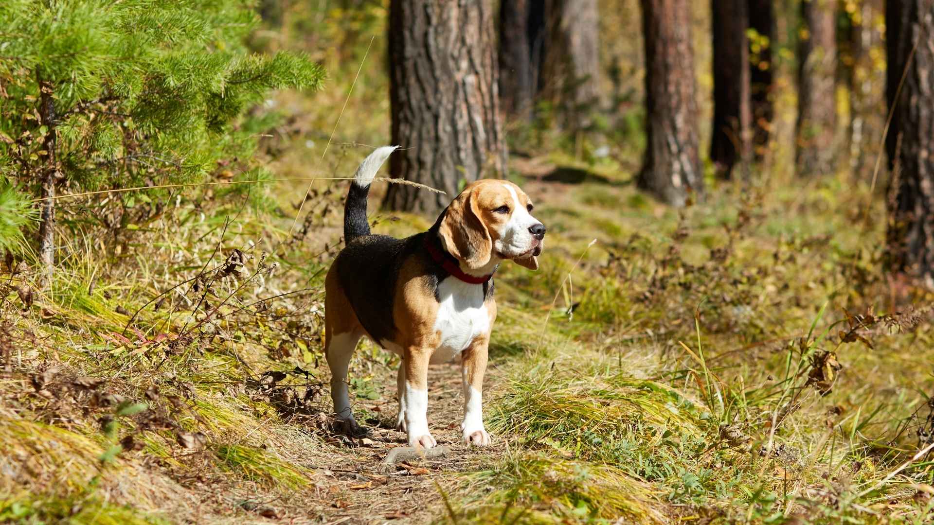 7 Dog Breeds That Can Track Scents for Miles