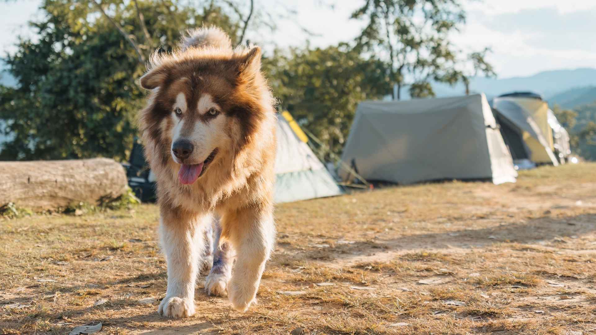 7 Dog Breeds That Chased Bears Away From Camps