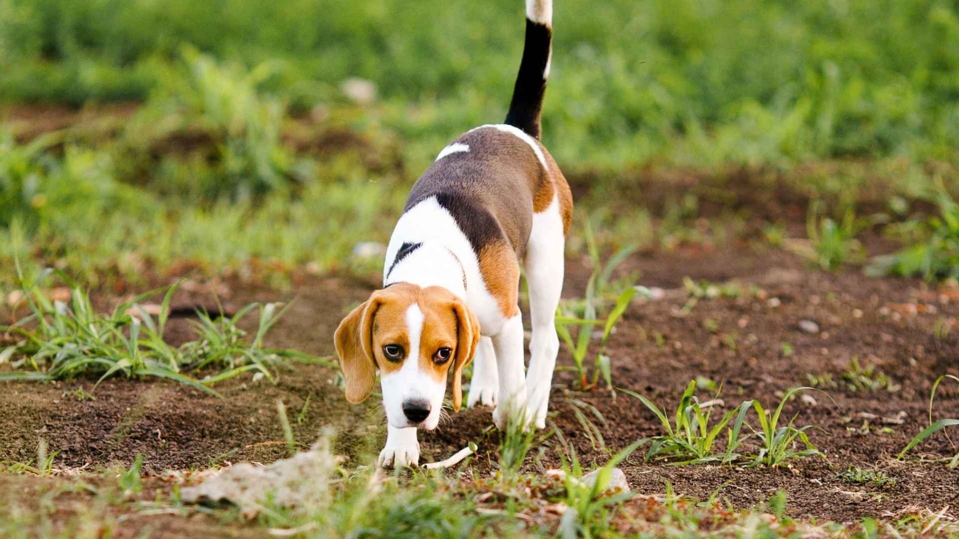 7 Dog Breeds That Detect Buried Objects Instantly