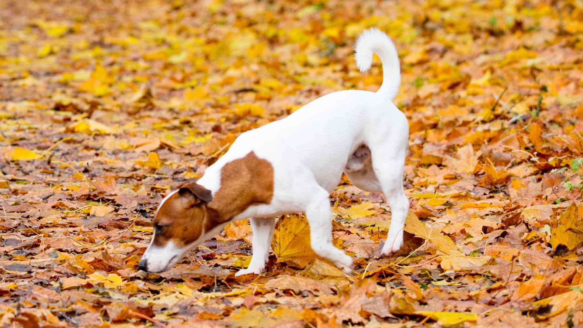 7 Dog Breeds That Detect Snakes Underground